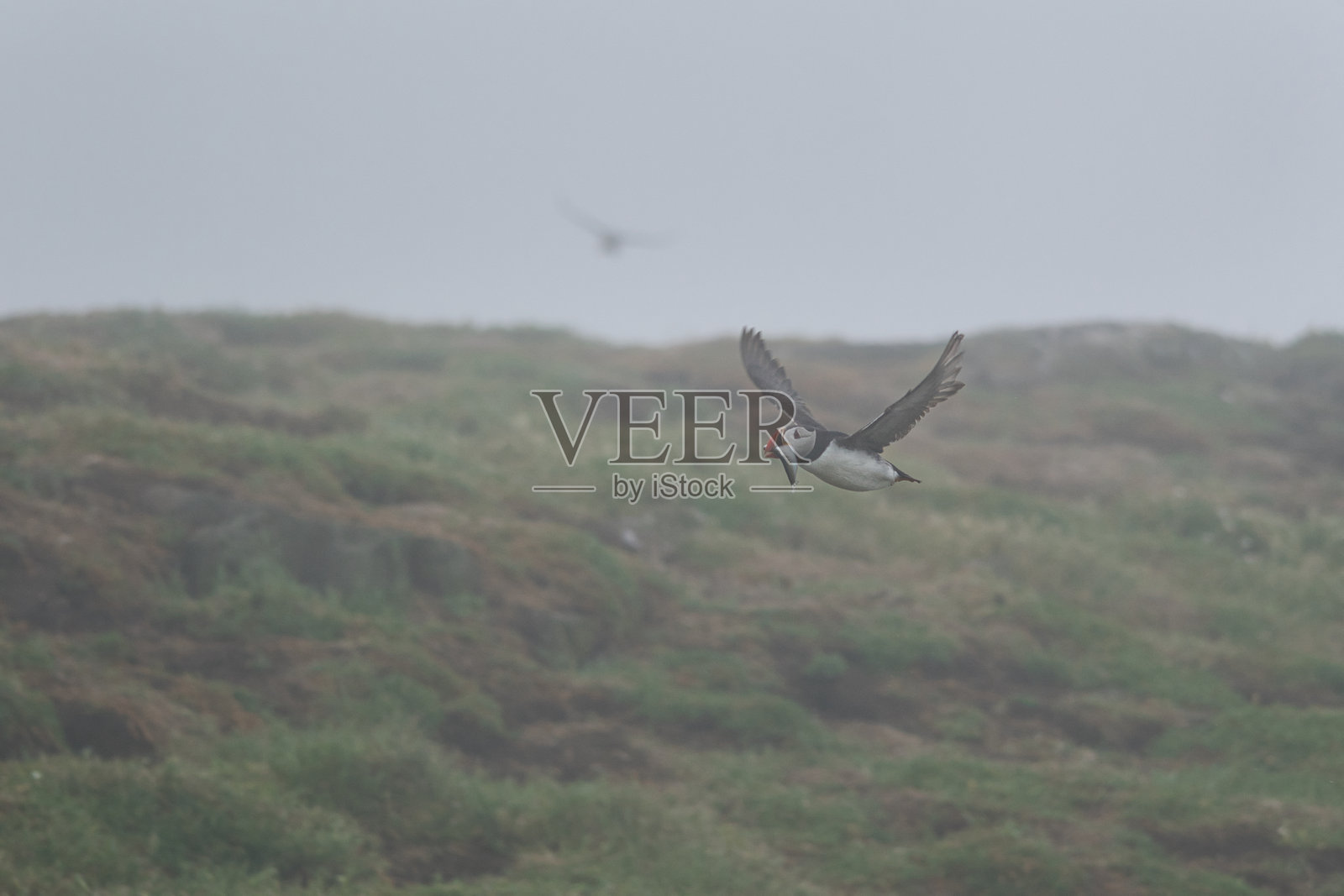 一只低飞的海雀嘴里叼着一条大鱼，背景中有一个阴影。照片摄影图片