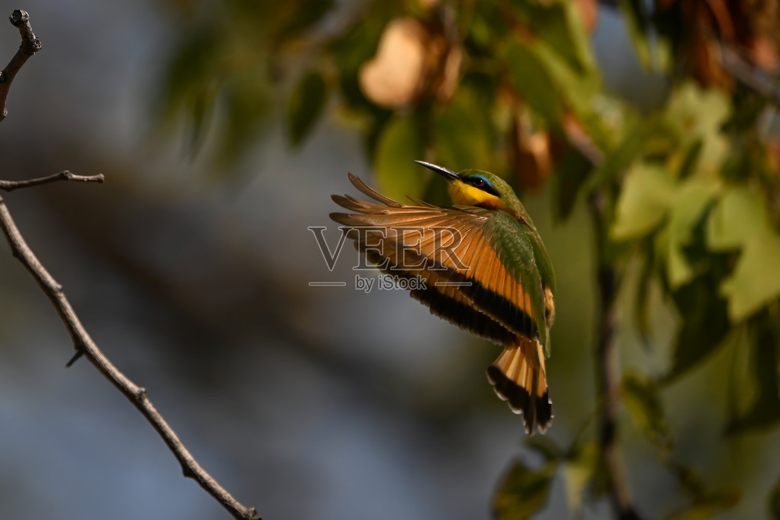 小蜜蜂鸟拍动翅膀准备降落照片摄影图片