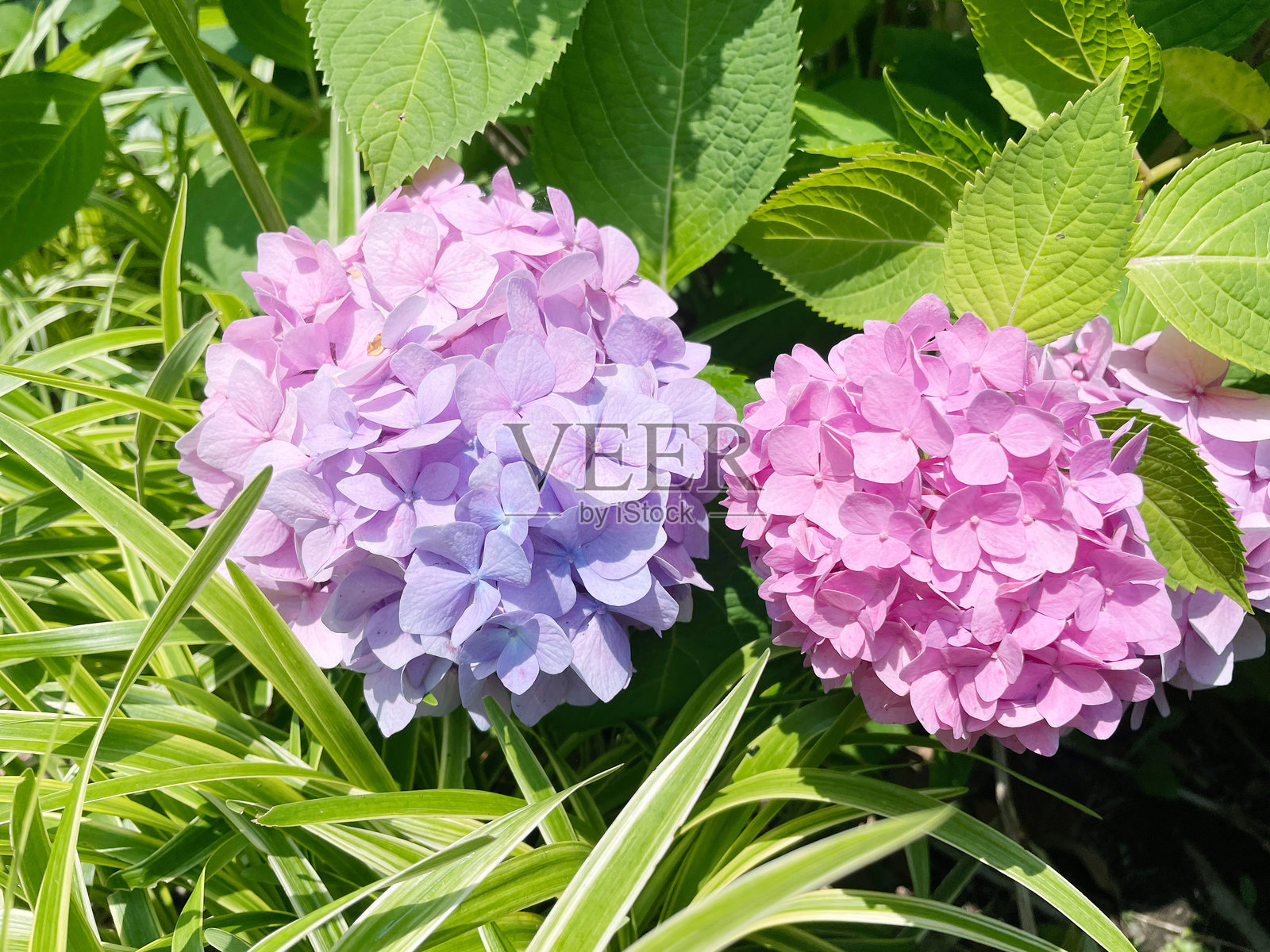 雨季绣球花盛开照片摄影图片