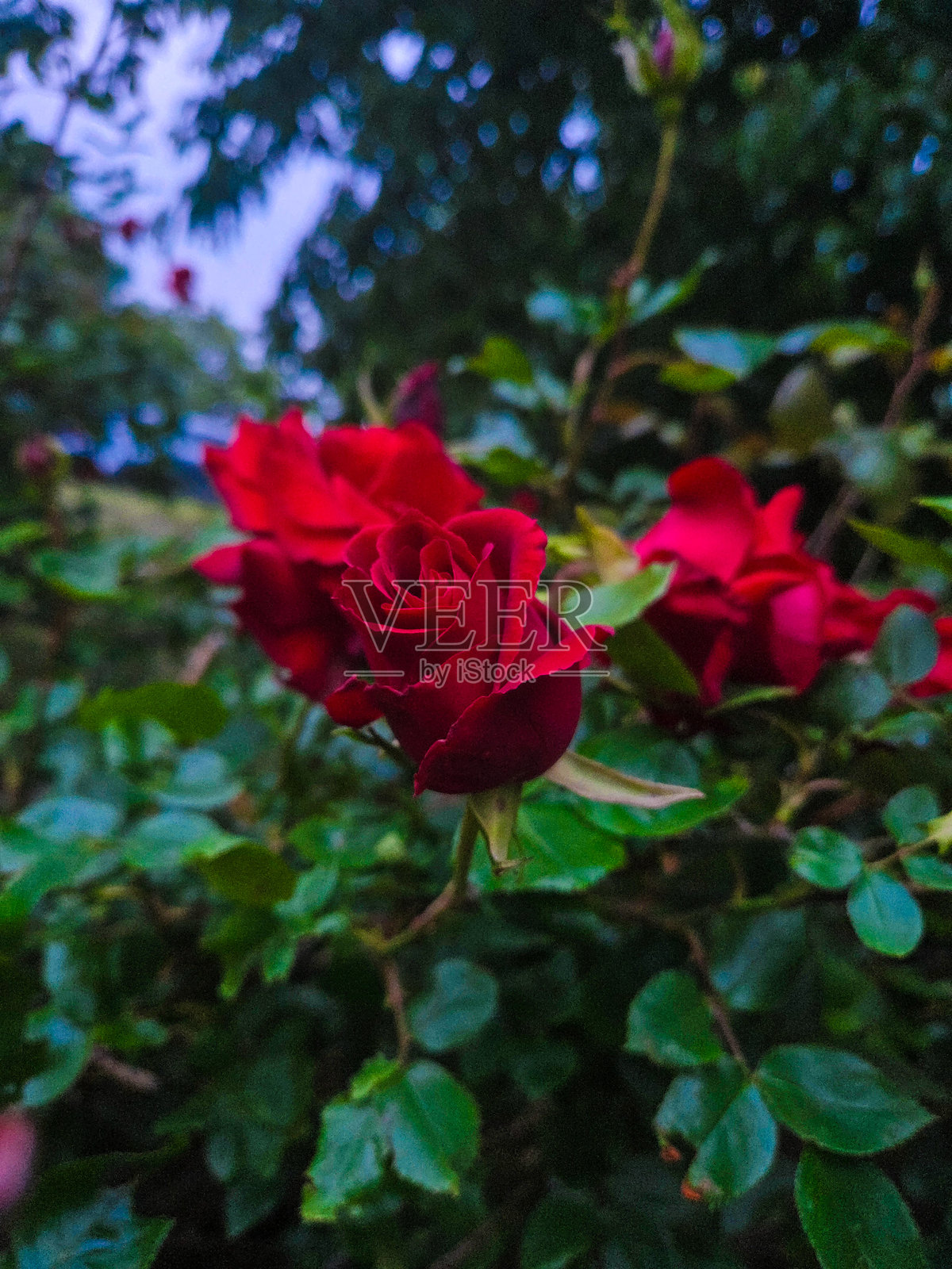 玫瑰爱好者照片摄影图片