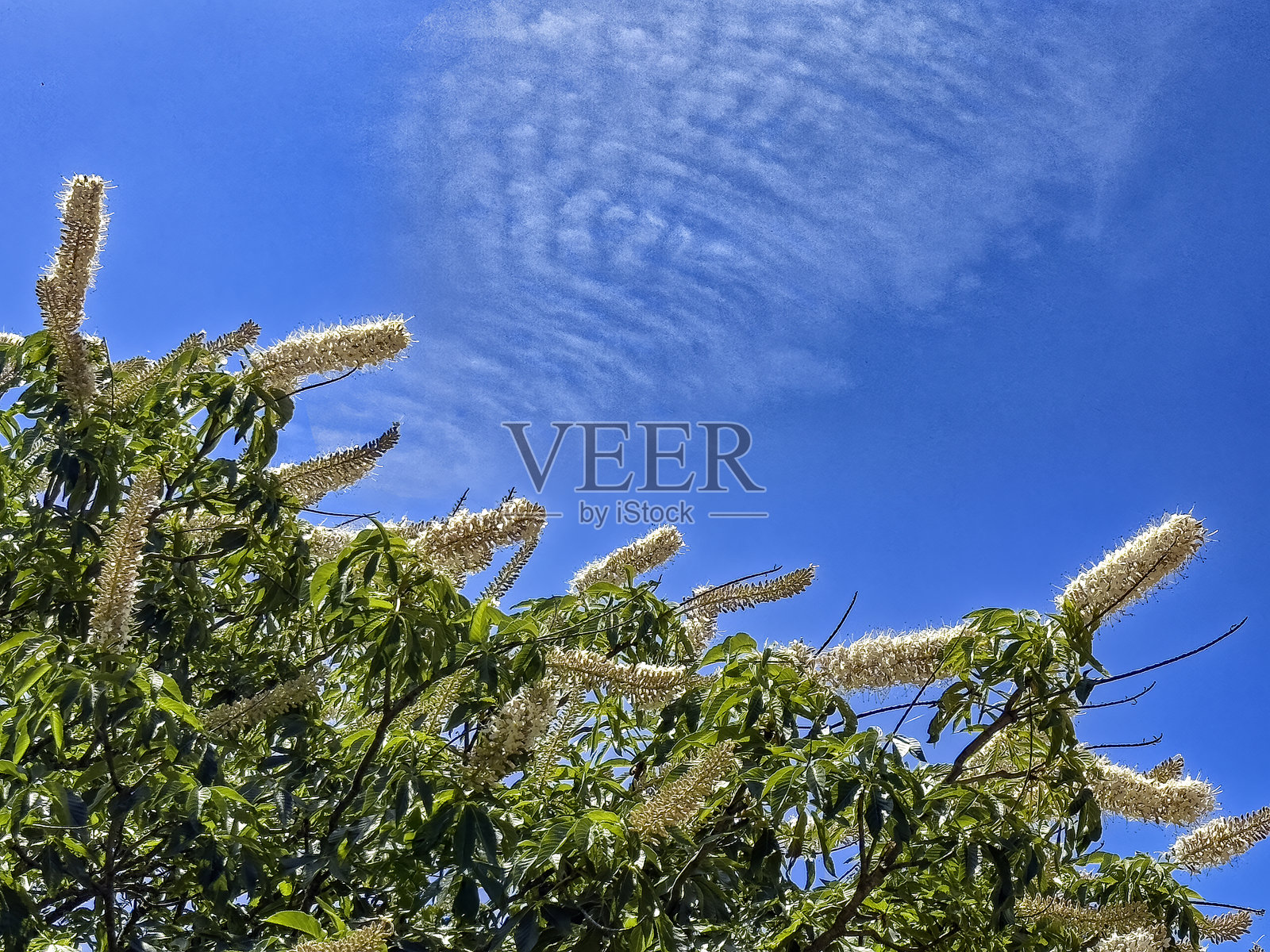 加州马栗，California Buckeye，California Horse-chestnut照片摄影图片