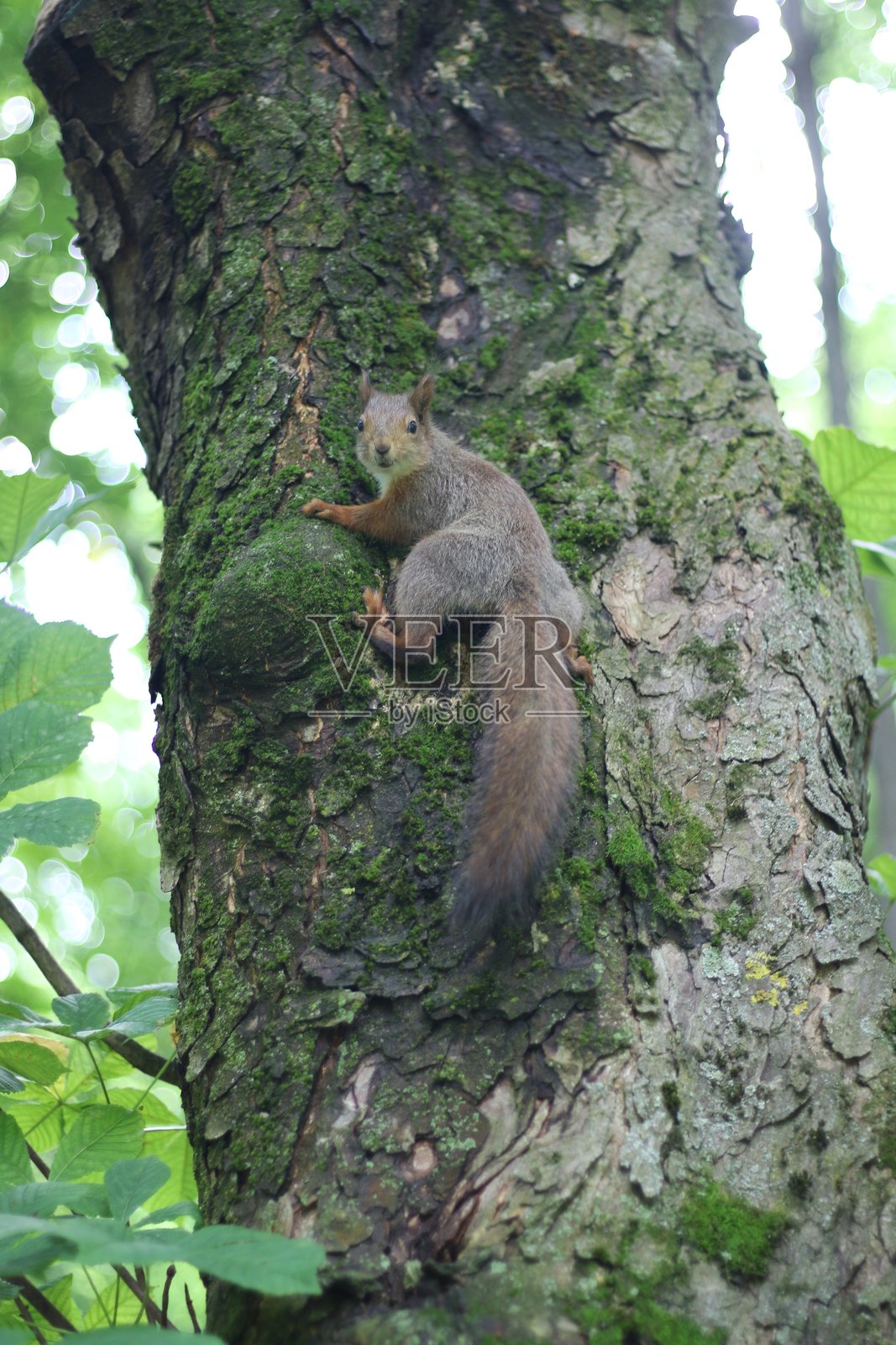 自然照片摄影图片
