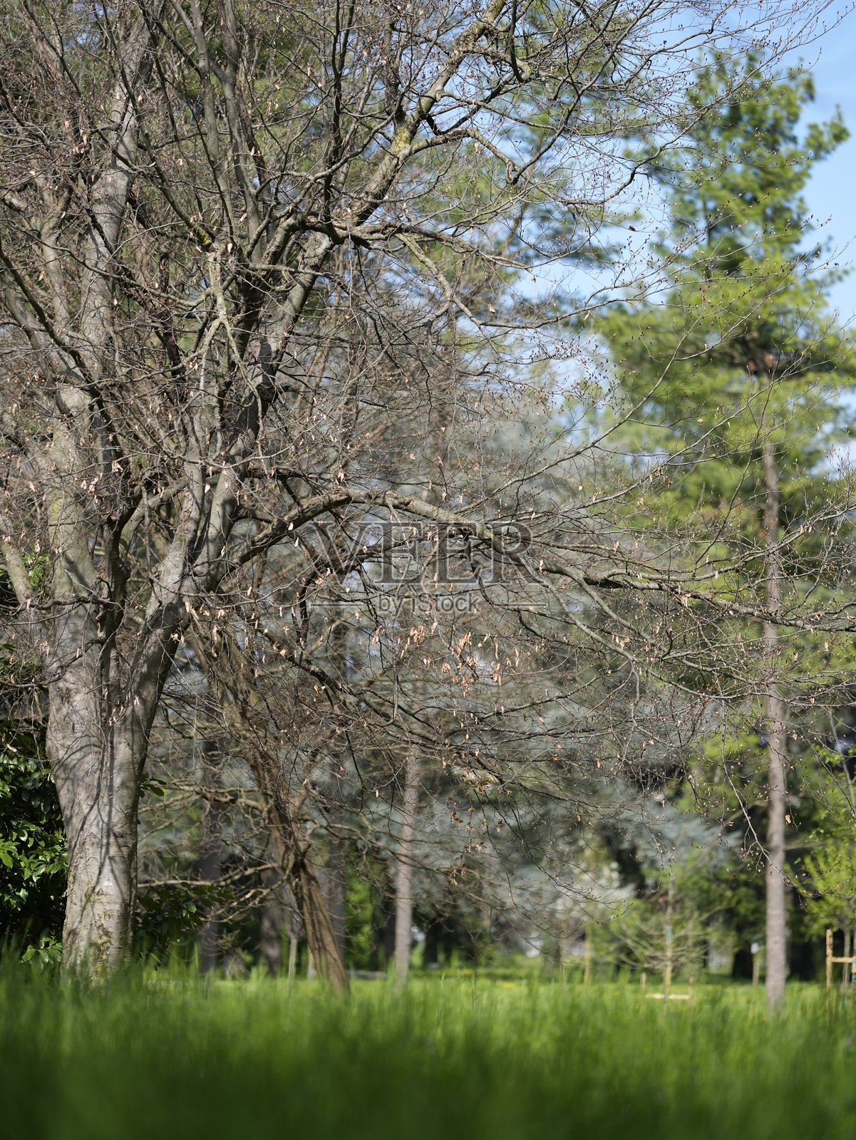 公园里的春天照片摄影图片