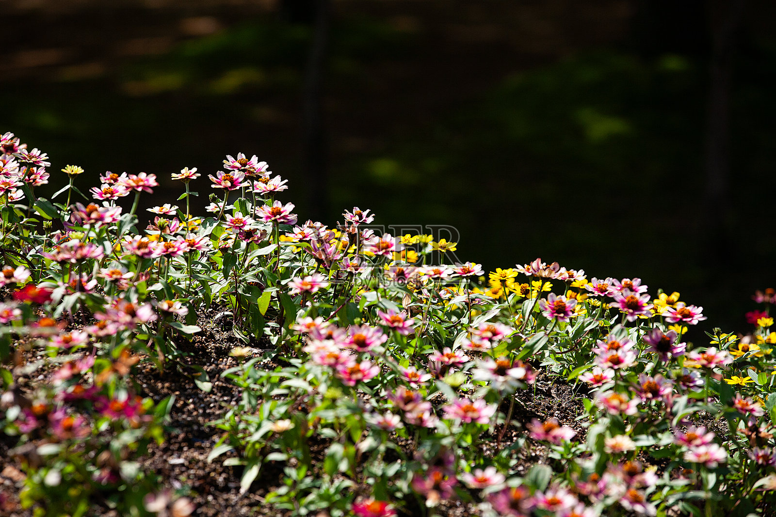 花照片摄影图片