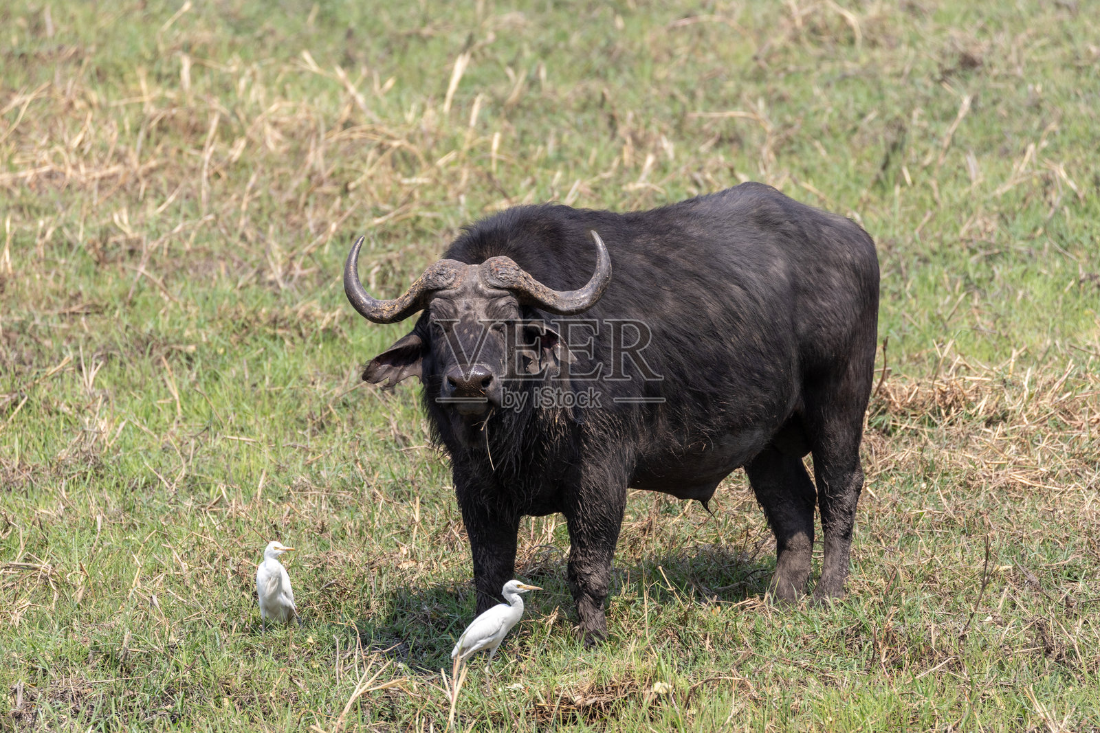 纳米比亚照片摄影图片