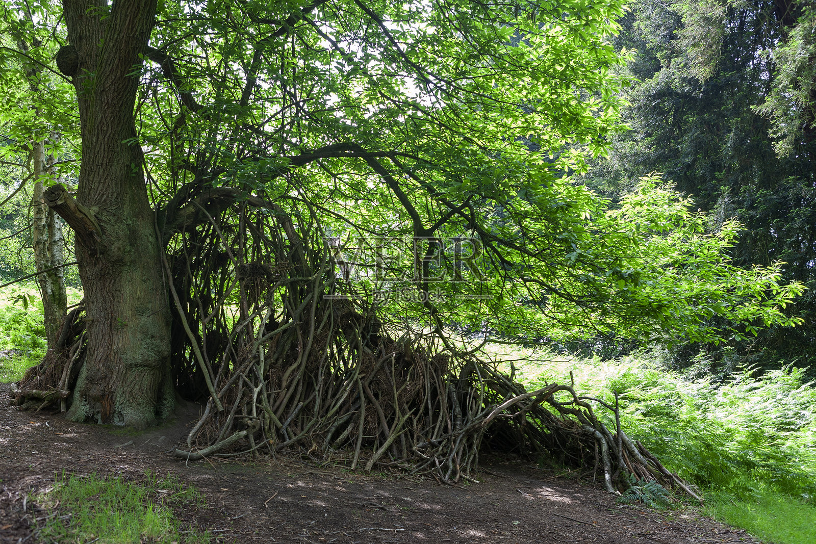 小猪的家？位于英国阿什当森林的树枝搭建的窝。照片摄影图片