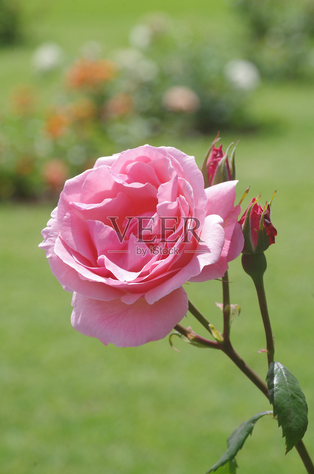 粉色玫瑰与模糊背景照片摄影图片