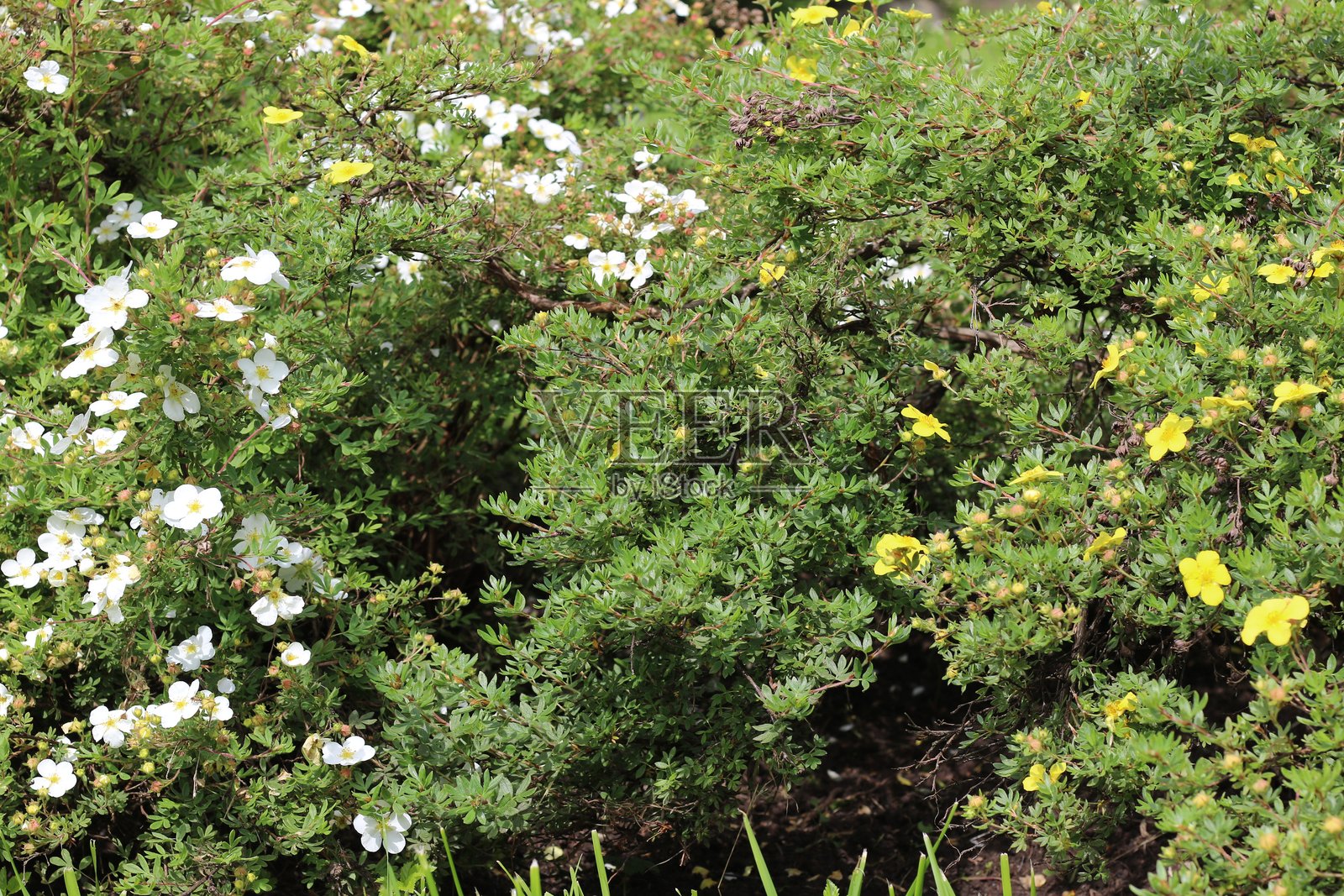 花朵照片摄影图片