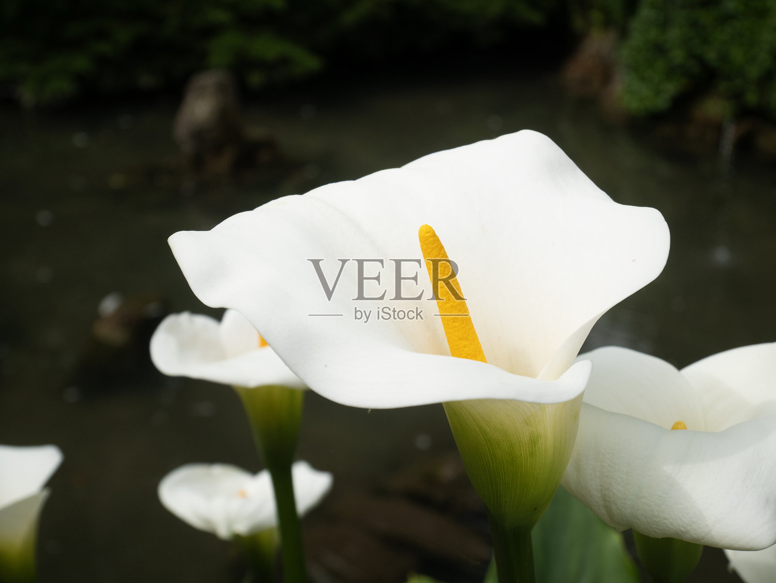 马蹄莲，阿尔卡特拉斯花，马蹄莲（学名：Zantedeschia aethiopica），摩西的摇篮照片摄影图片