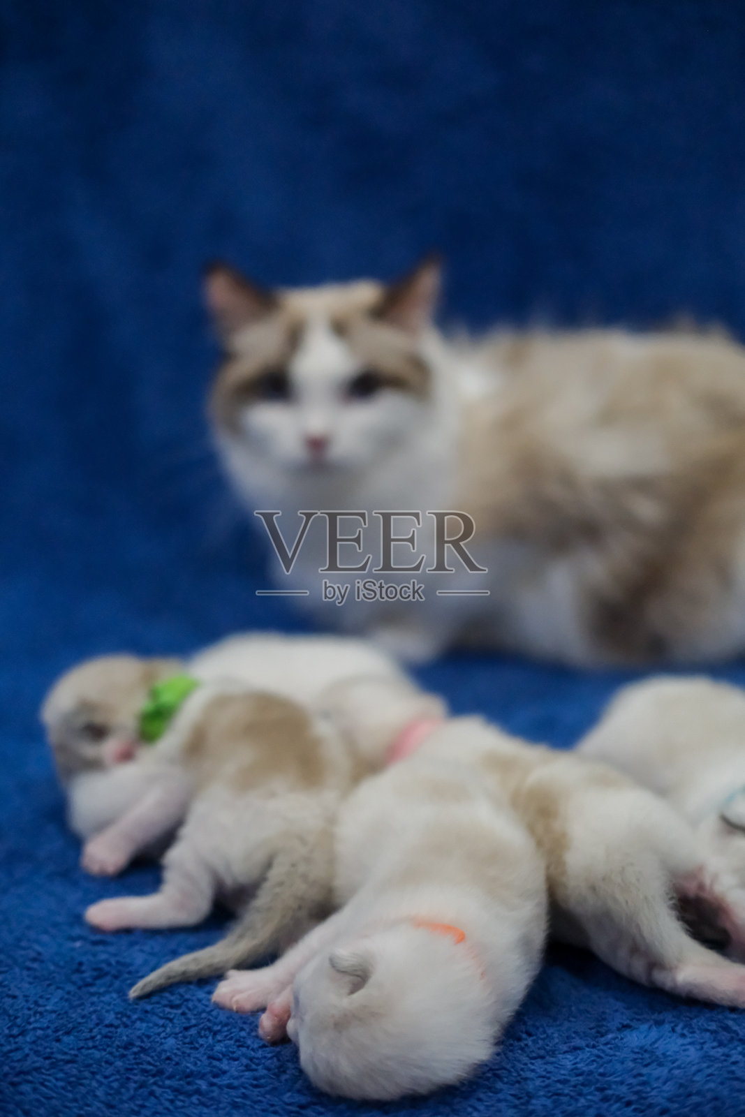 母拉格多猫照顾她的五只新生小猫。照片摄影图片