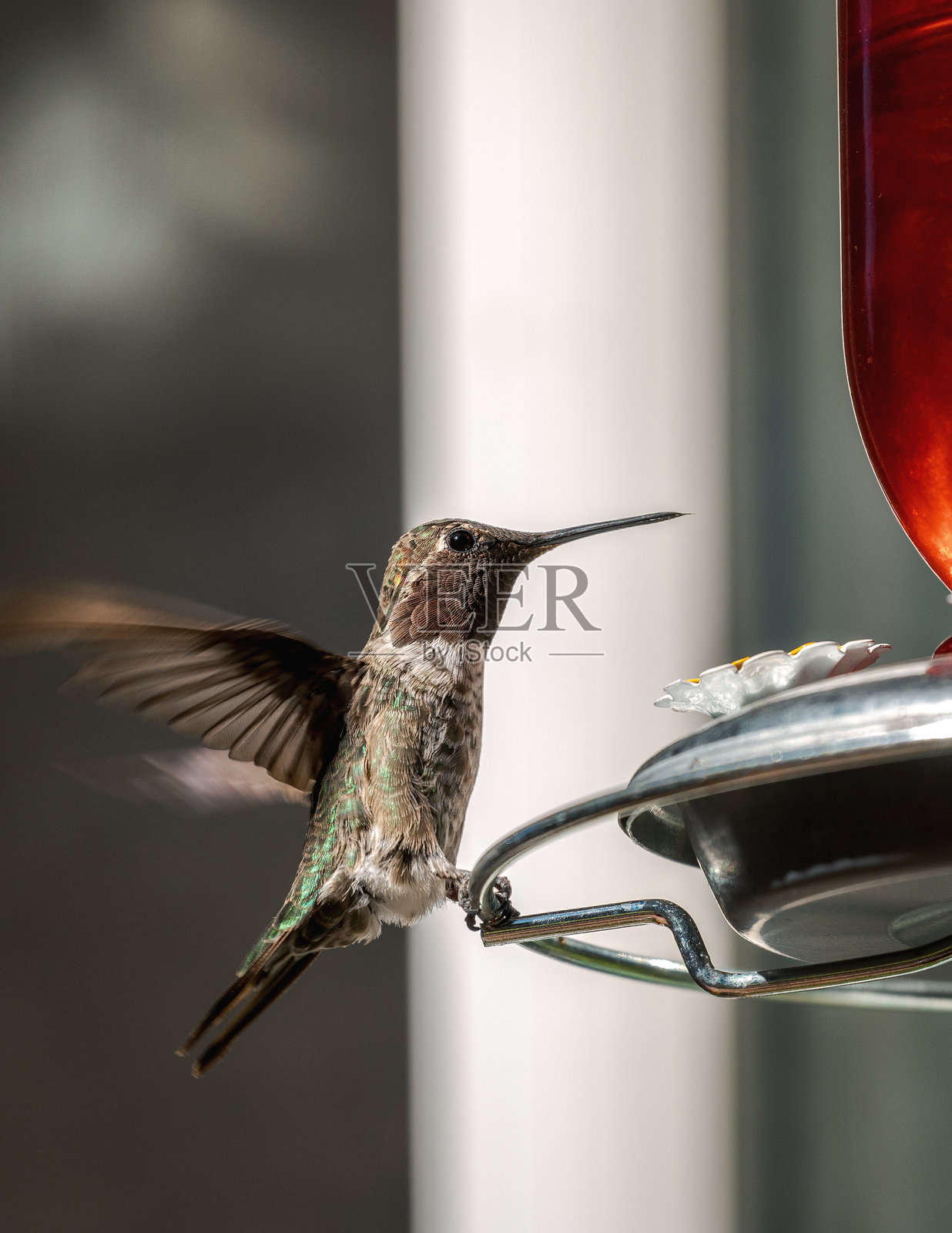 蜂鸟照片摄影图片