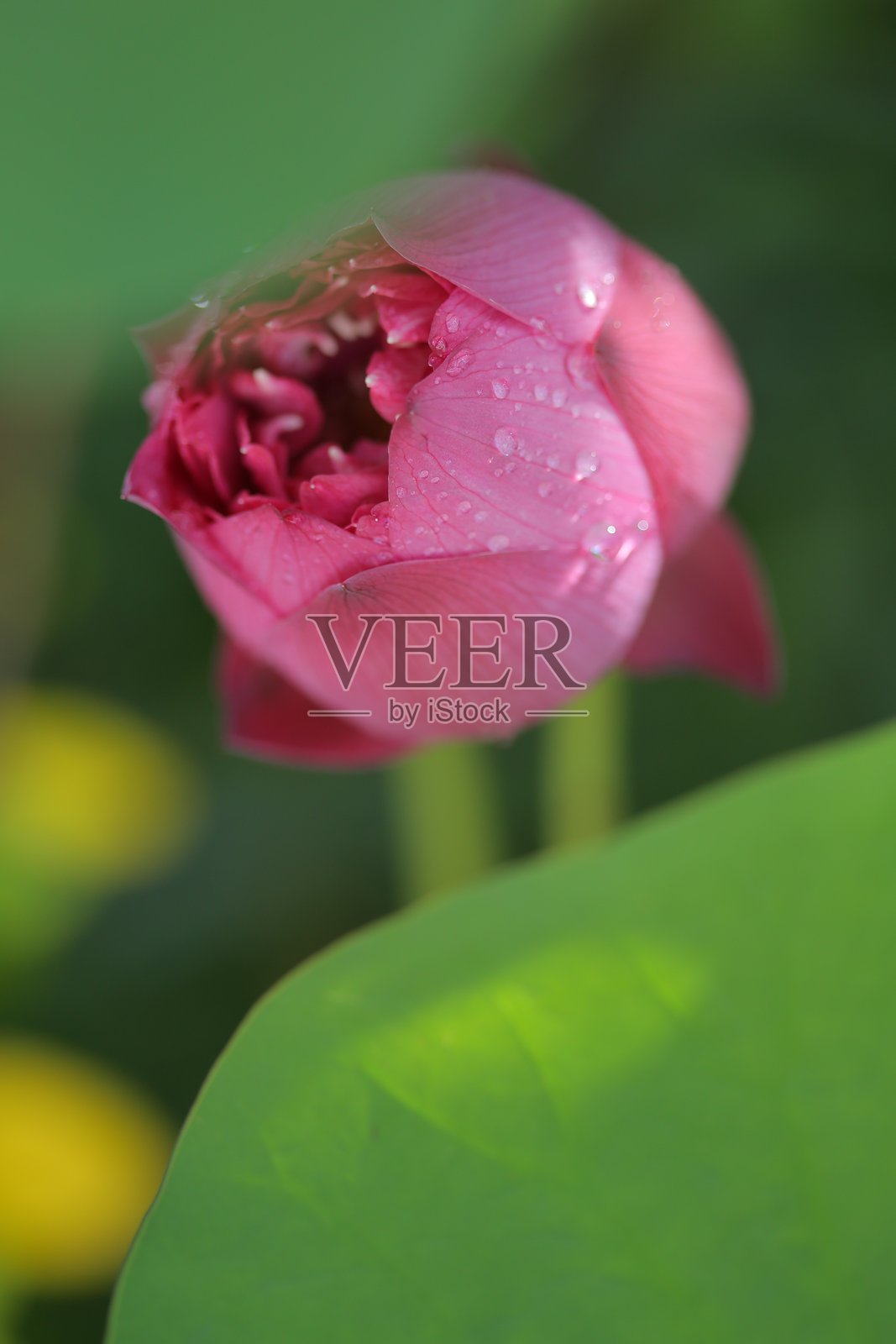 美丽的睡莲特写，泰国的新杂交睡莲。自然背景中的美丽莲花。选择性对焦，留有文本空白。色彩斑斓的莲花为自然背景增添色彩。照片摄影图片