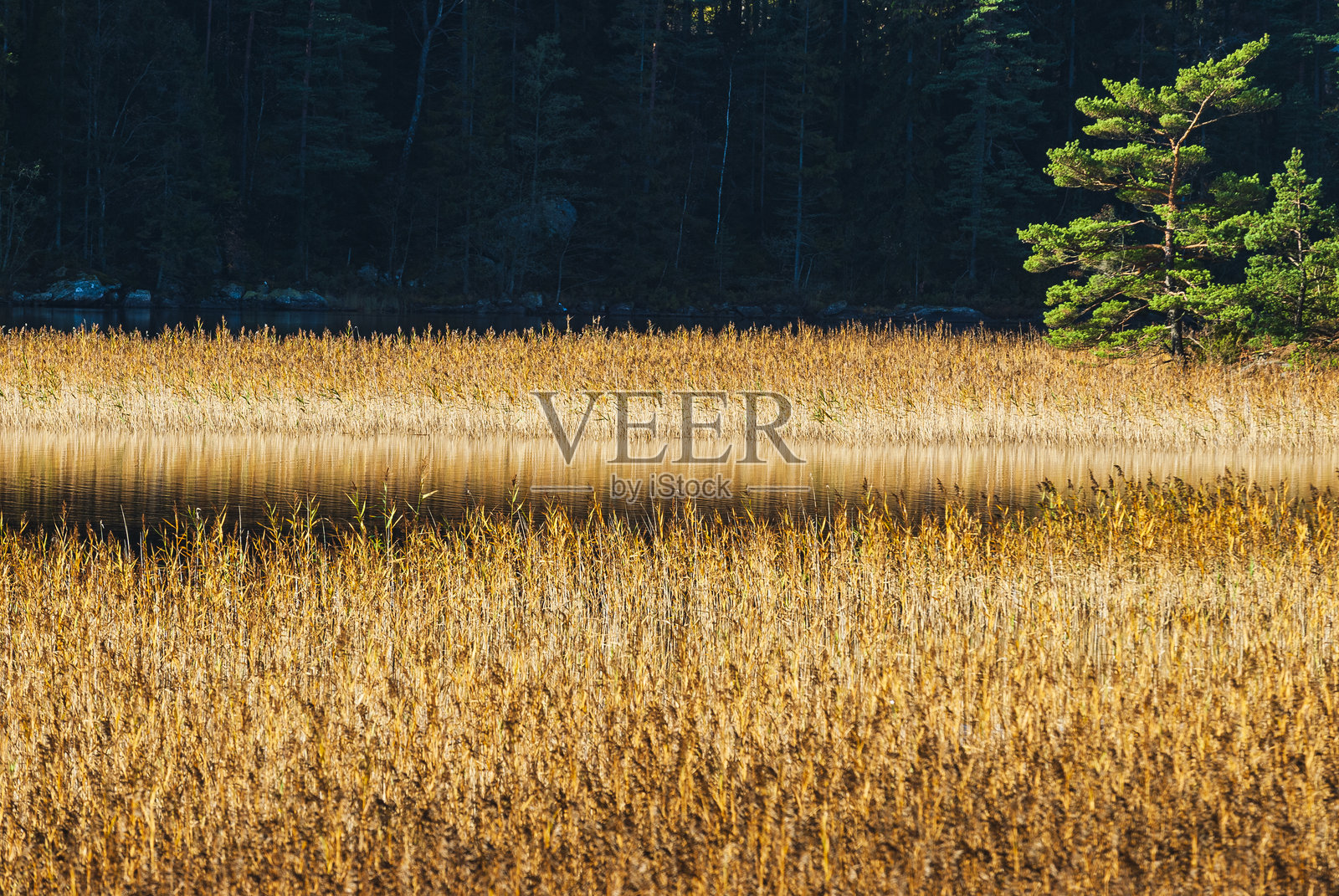 瑞典宁静的风景中，金色芦苇湖的静谧映照着大自然。照片摄影图片