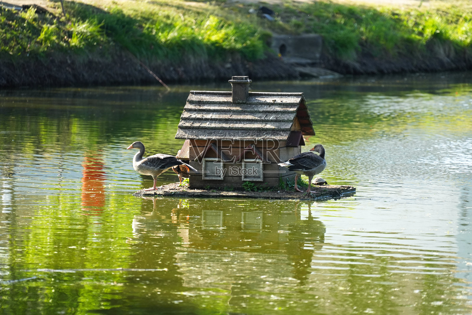阳光明媚的夏日，湖中央漂浮着一座房子，旁边有鸭子和一只乌龟。照片摄影图片
