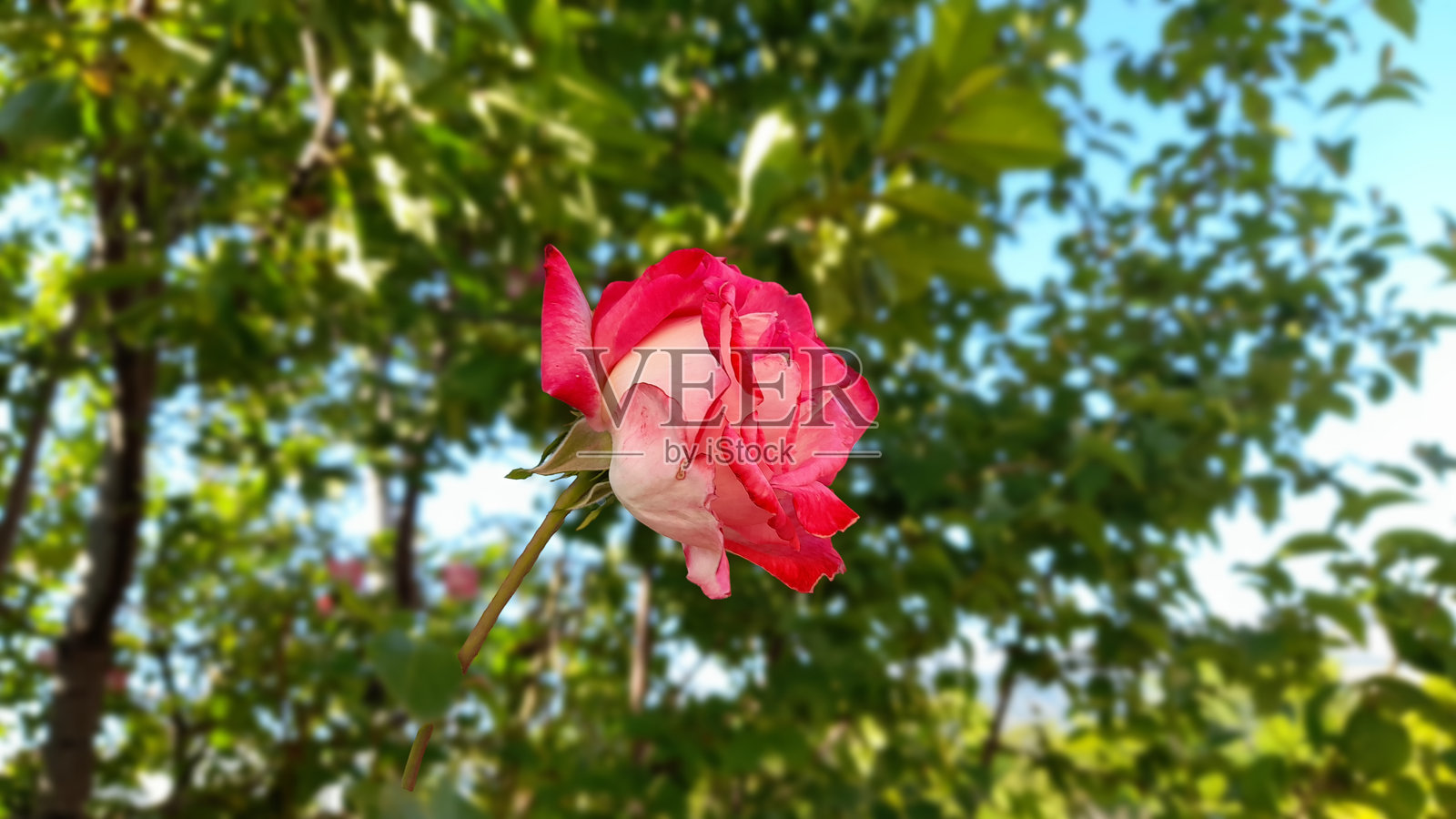 花园中的一朵粉色玫瑰花照片摄影图片