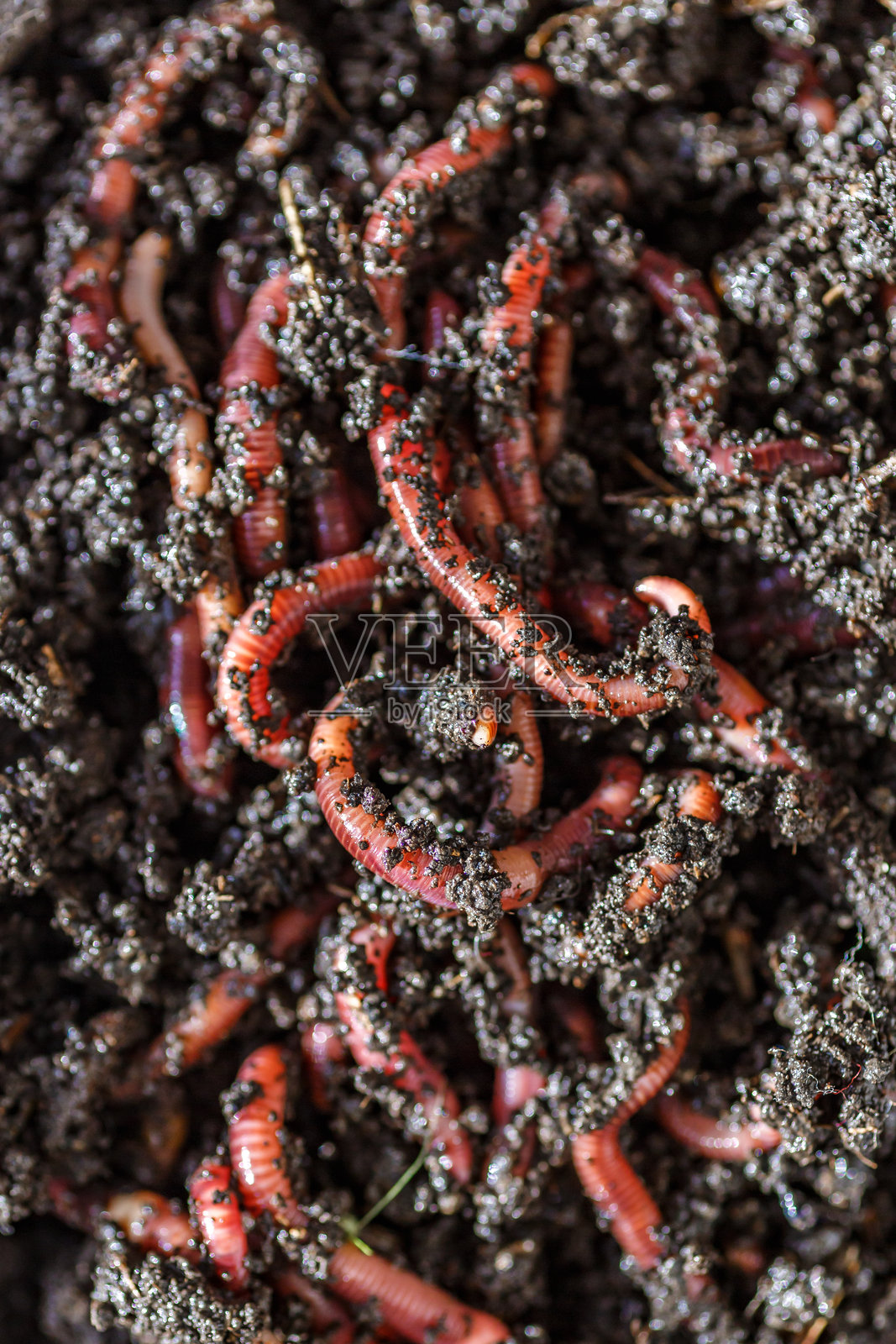 许多活地蚯蚓在土壤中，背景。照片摄影图片