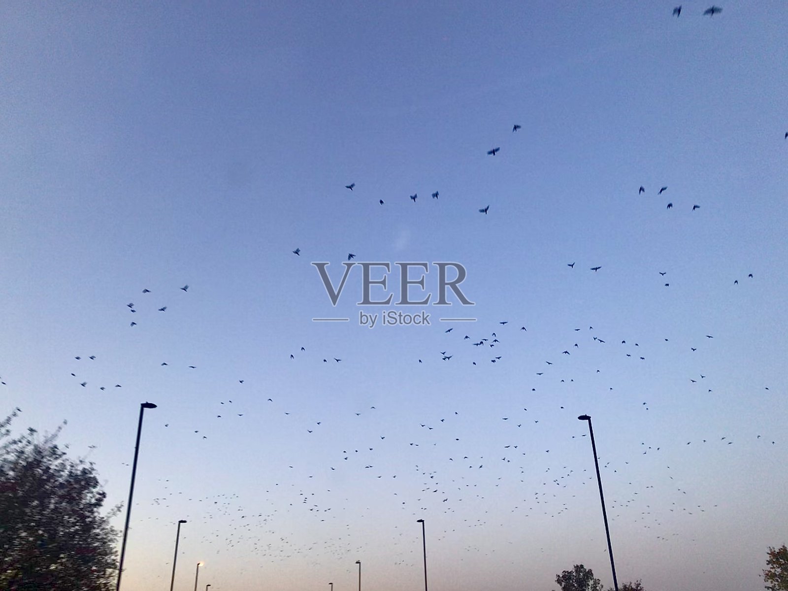 日落时分的鸟类迁徙照片摄影图片