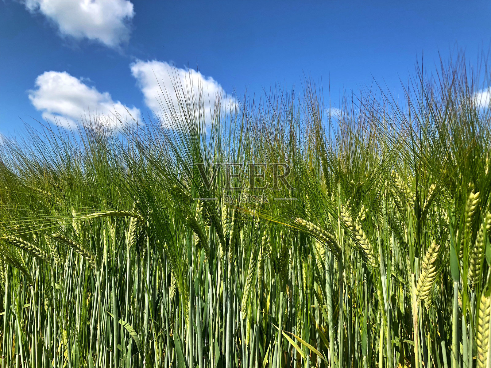 乌弗尔特村（Uffelte）德伦特（Drenthe）荷兰的麦田。照片摄影图片