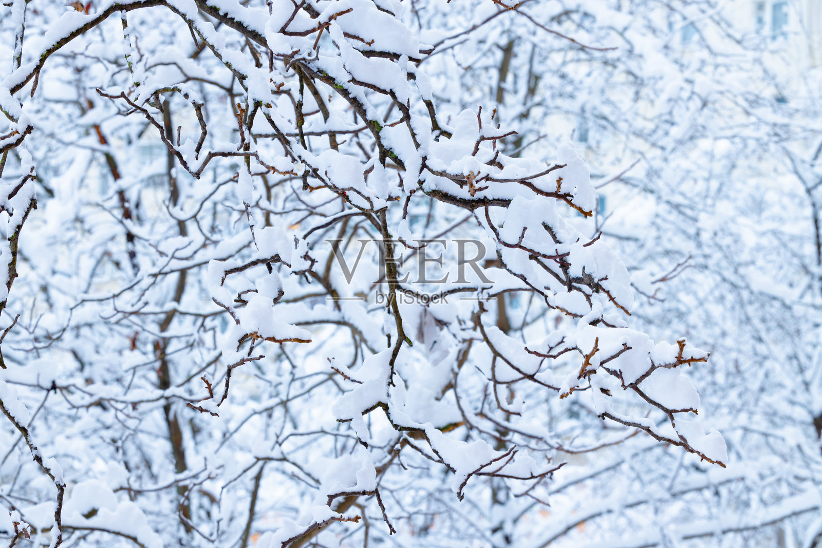 白色雪覆盖的树枝冬季抽象户外柔和风景概念图片照片摄影图片
