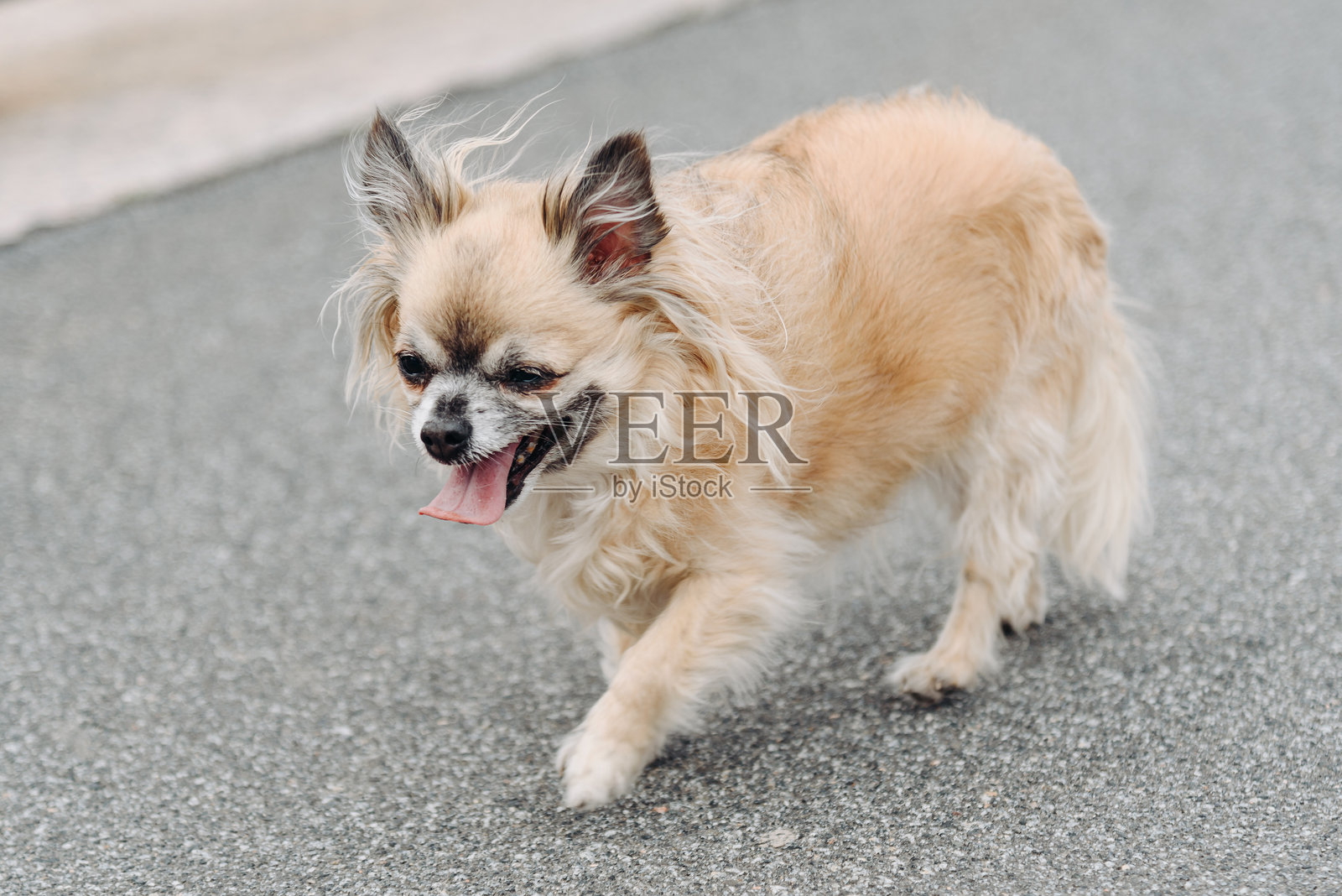 可爱的红色长毛吉娃娃在城市街道上散步照片摄影图片