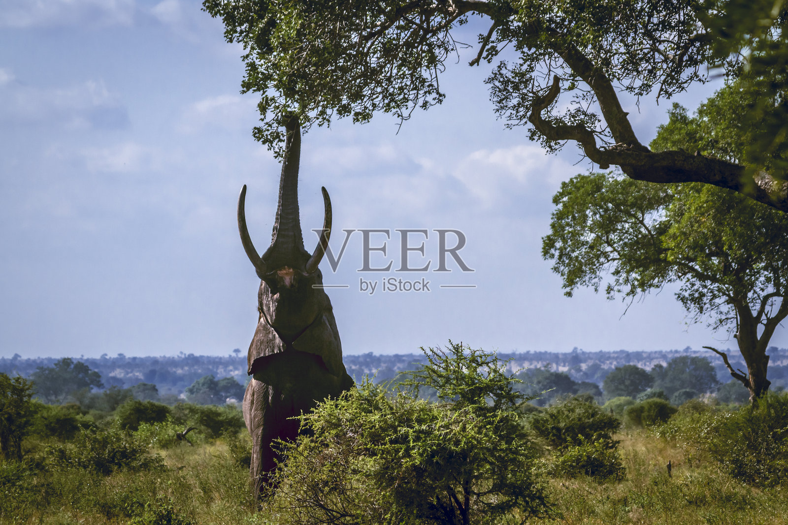 南非大克鲁格国家公园的非洲草原象照片摄影图片