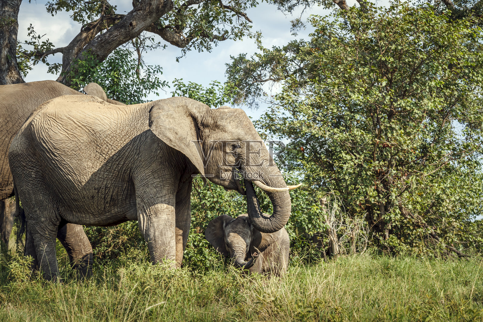 南非大克鲁格国家公园的非洲草原象照片摄影图片
