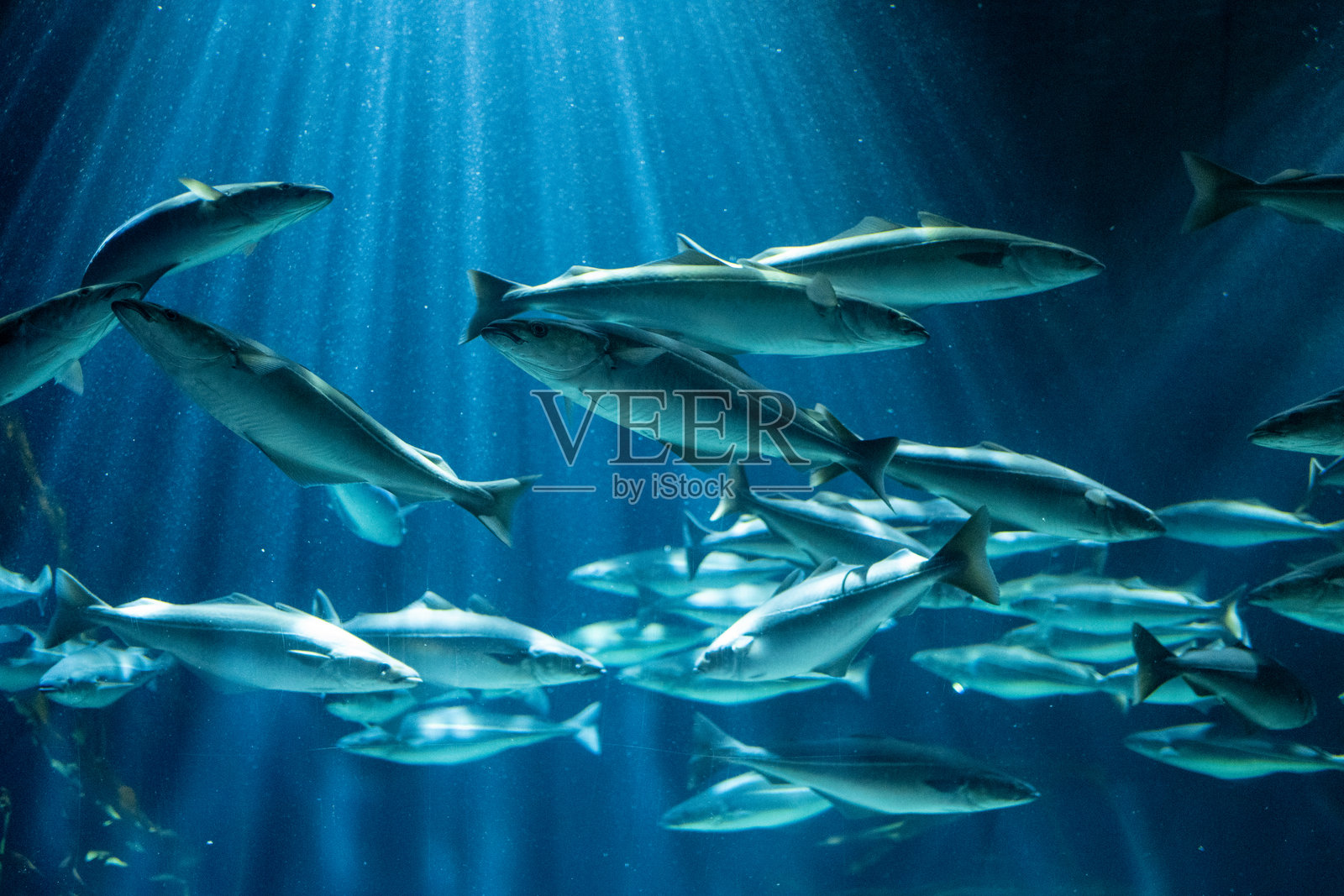 鱼群照片摄影图片