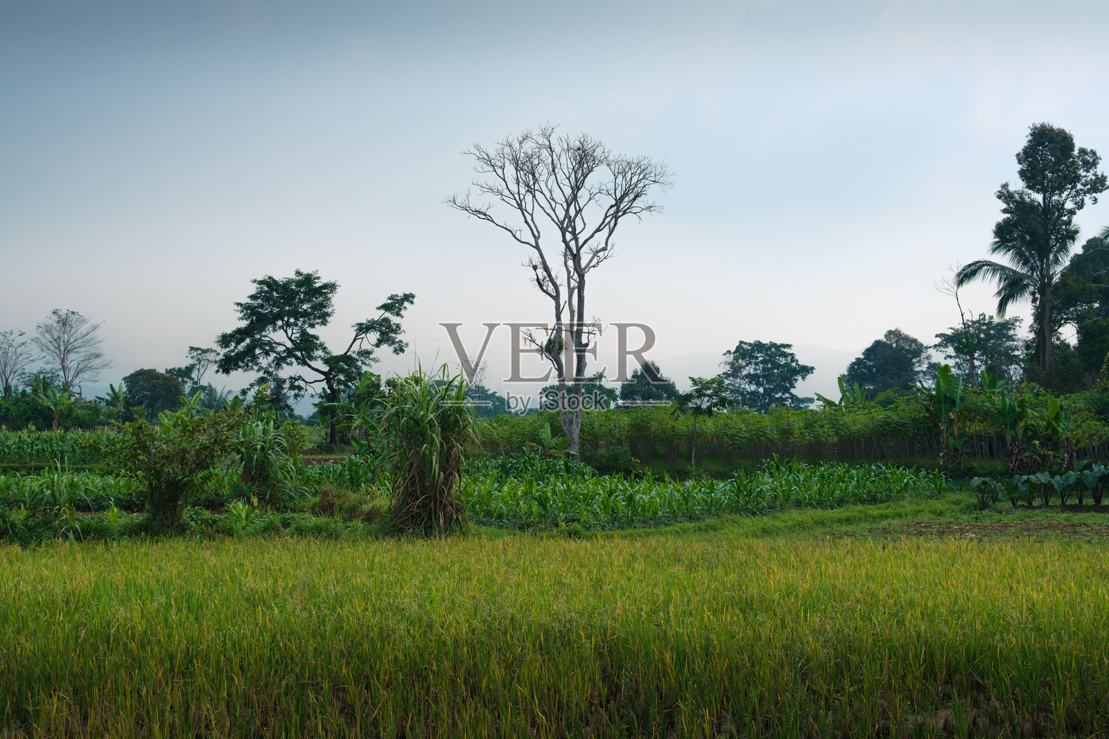 绿野美景，树木与晴朗的天空照片摄影图片