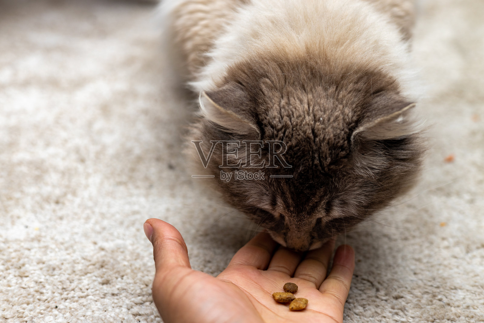 猫咪新年化妆舞会照片摄影图片