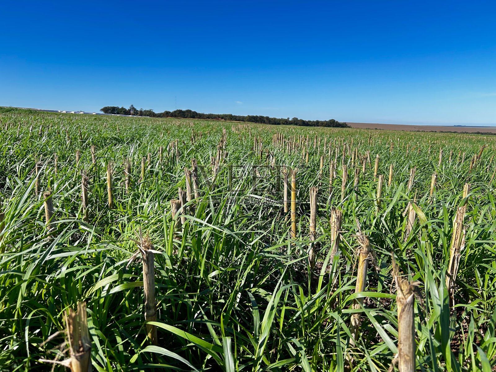 集成玉米与草种植系统中的玉米秸秆切割。关于秸秆切割和草种Megathyrsus maximus（同义词：Panicum maximum）品种BRS Tamani的详细信息。照片摄影图片