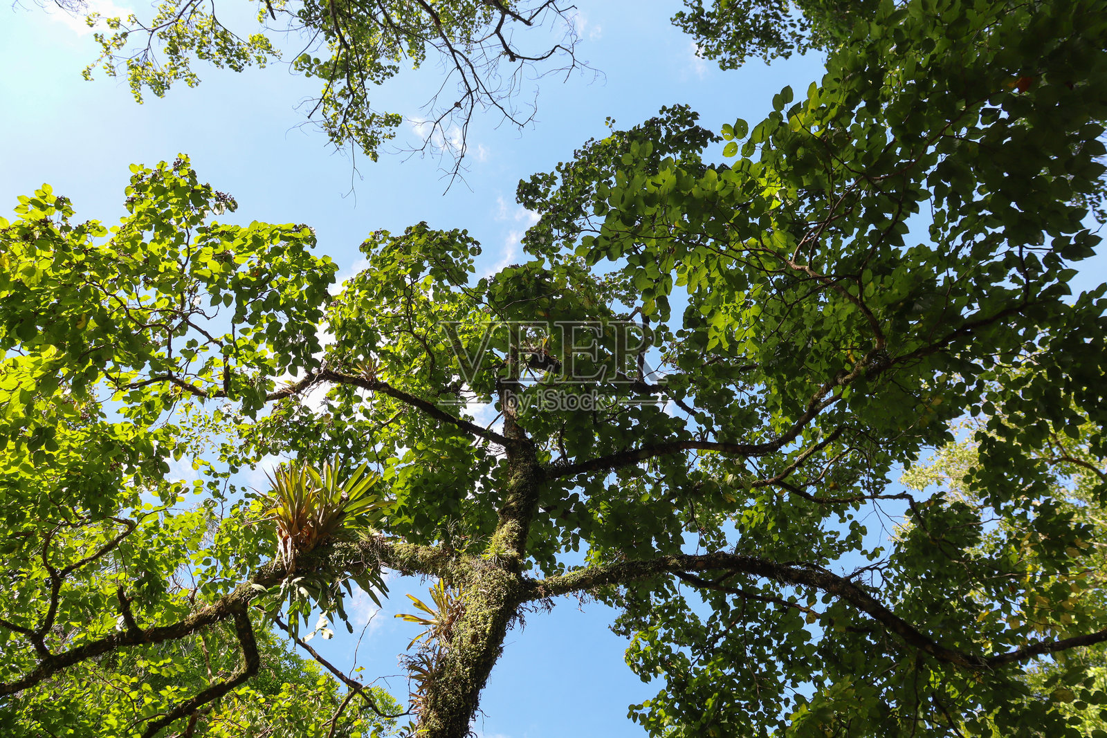 从底部向上看，一棵叶子繁茂的树，黑色的树枝和被寄生植物覆盖的树干。清澈的蓝天和隐约的云彩作为背景。照片摄影图片
