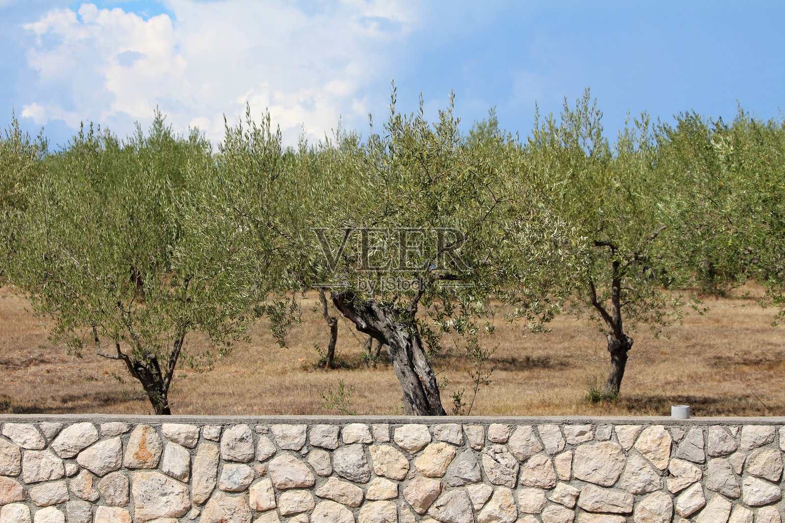 橄榄树（Olea europaea）树林，配有石墙和干草照片摄影图片
