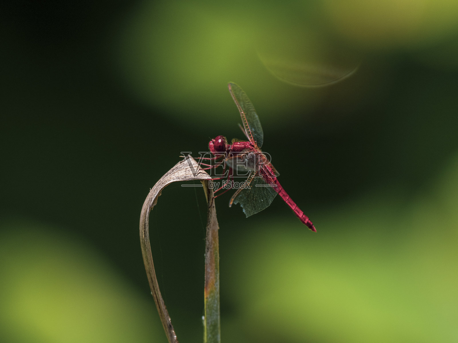 森林中的红蜻蜓照片摄影图片