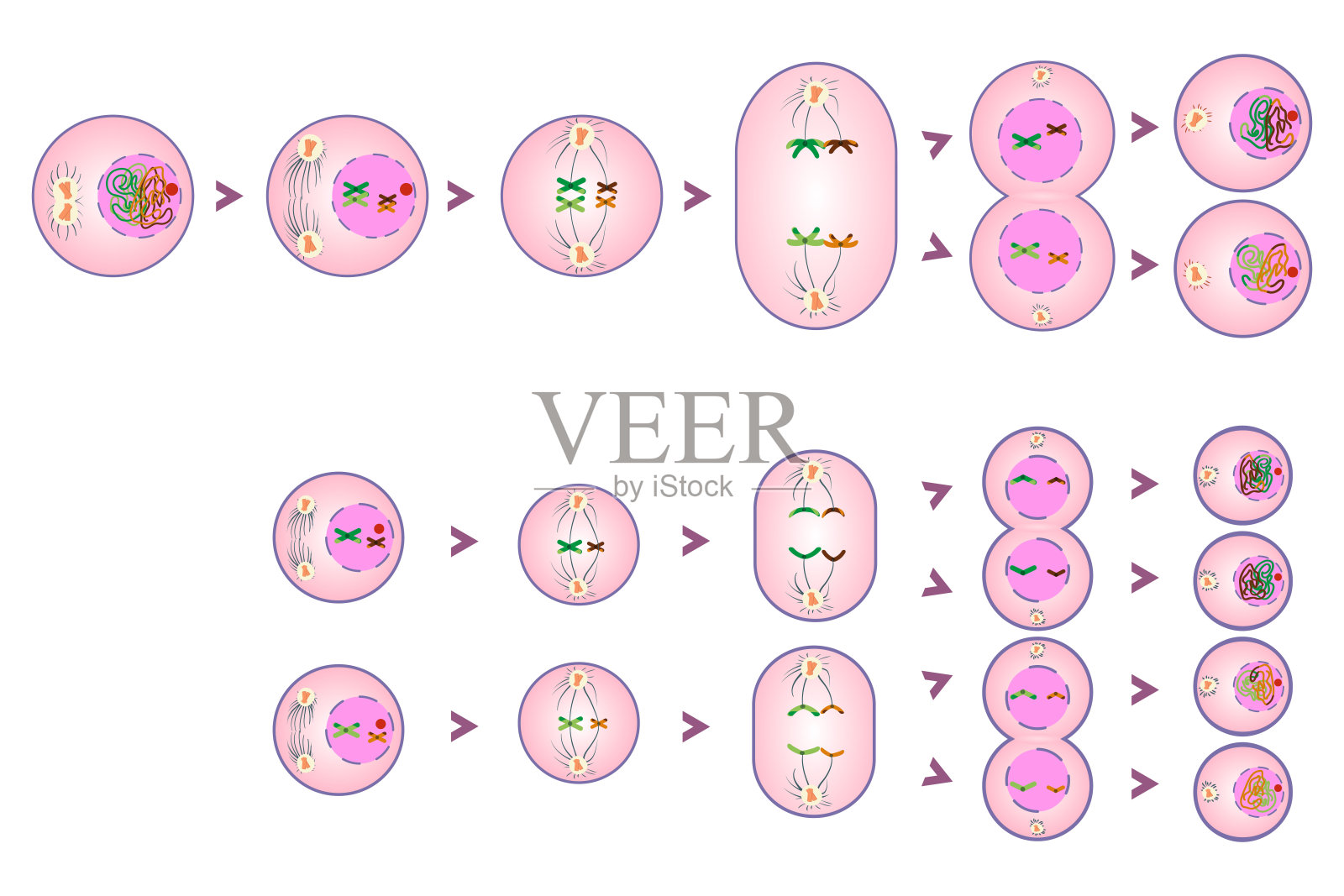 减数分裂阶段图解插画图片素材