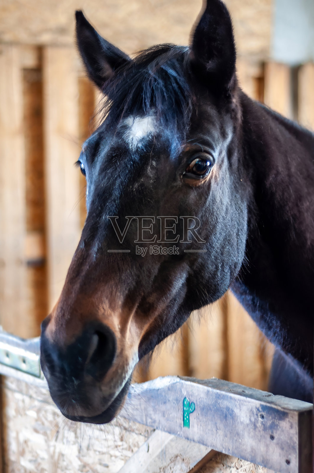 一匹迷人的黑马肖像在马厩中，展现出迷人的眼神交流。照片摄影图片