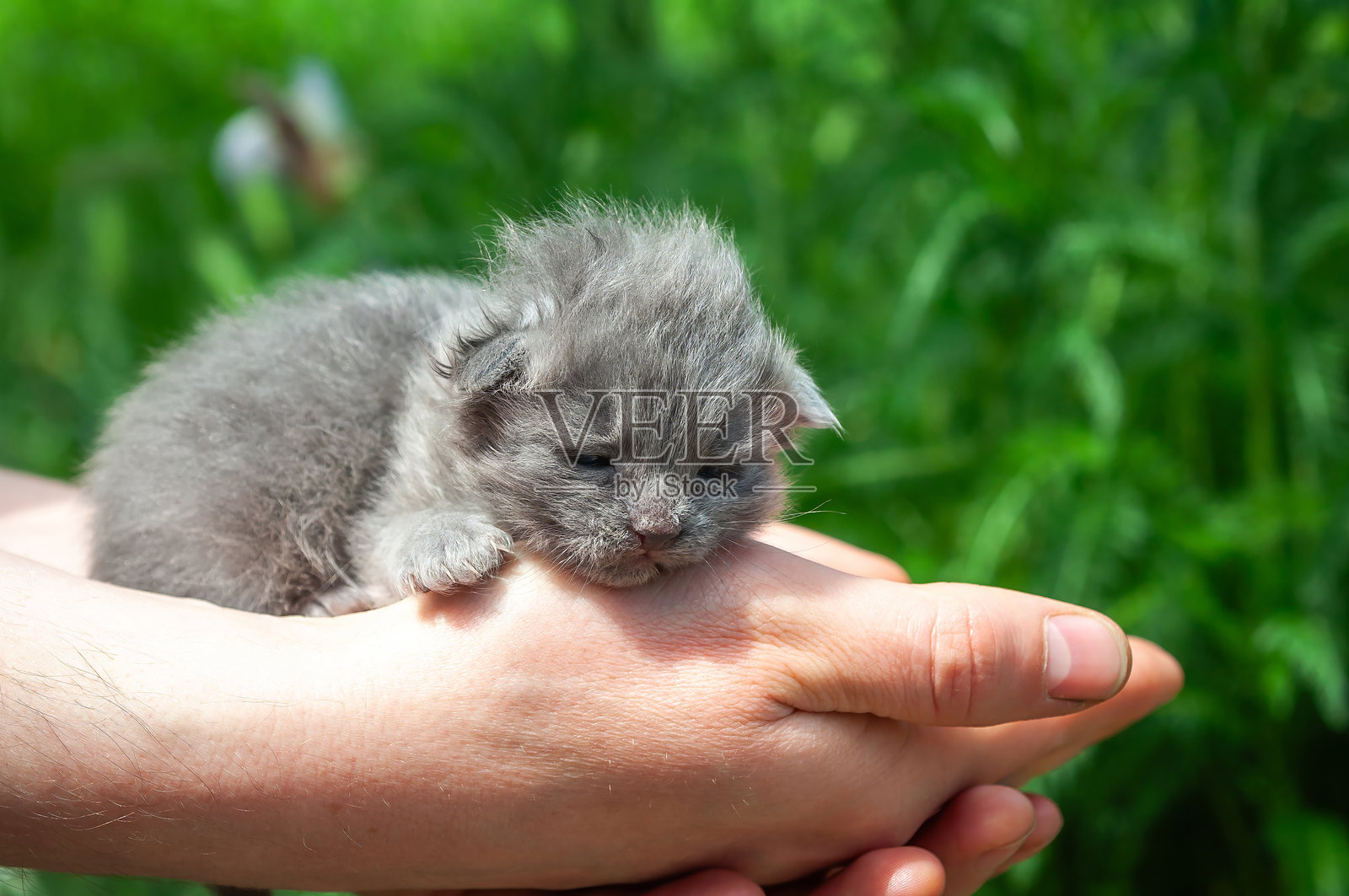 温馨时刻：一只小灰猫舒适地躺在人的手中。照片摄影图片