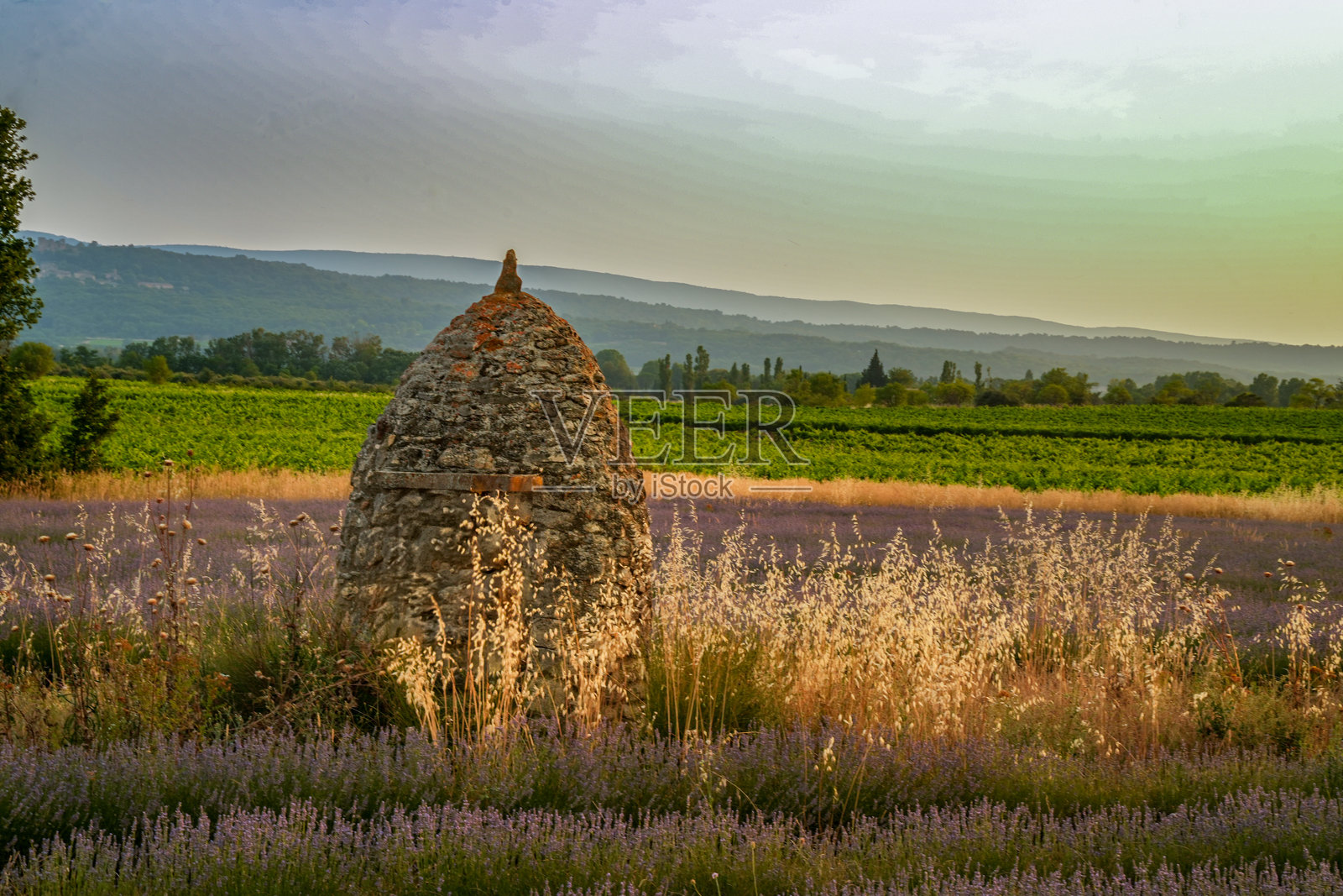 普罗旺斯的薰衣草田和干石小屋被野燕麦环绕。这个黄昏时分的氛围场景以葡萄园和吕贝龙山脉为背景。照片摄影图片
