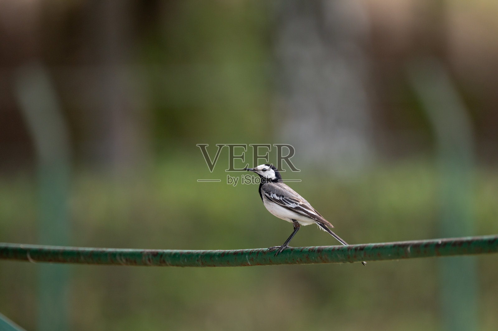 白鹡鸰栖息在绿色金属栏杆上照片摄影图片