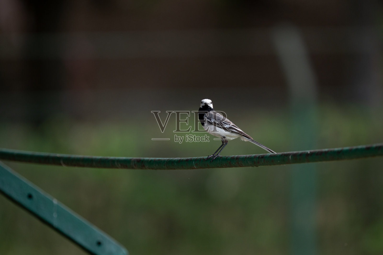 白鹡鸰栖息在绿色金属栏杆上照片摄影图片