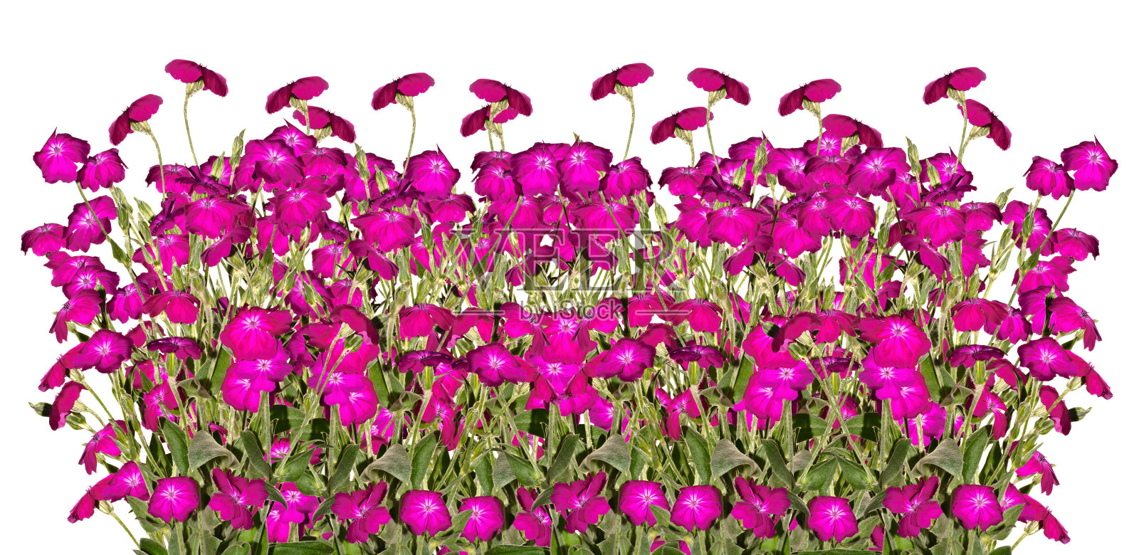 一排粉色花束在白色背景上孤立展示照片摄影图片