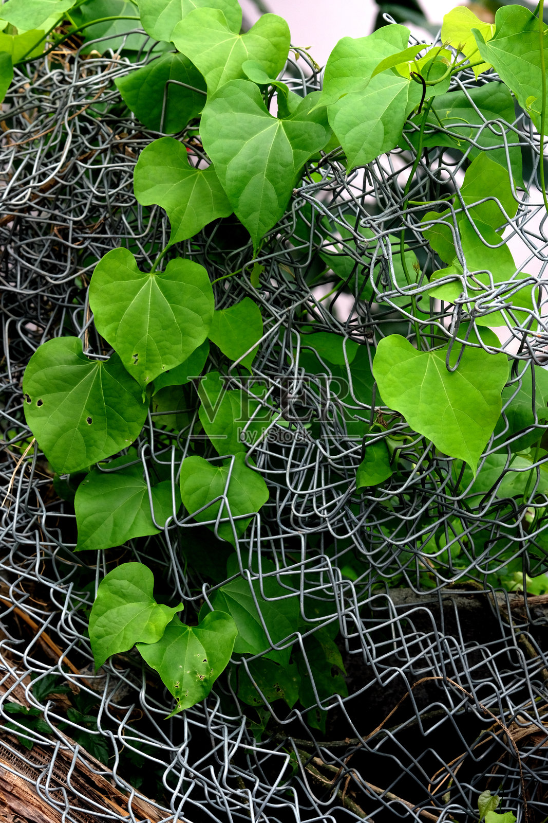 叶子的纹理照片摄影图片