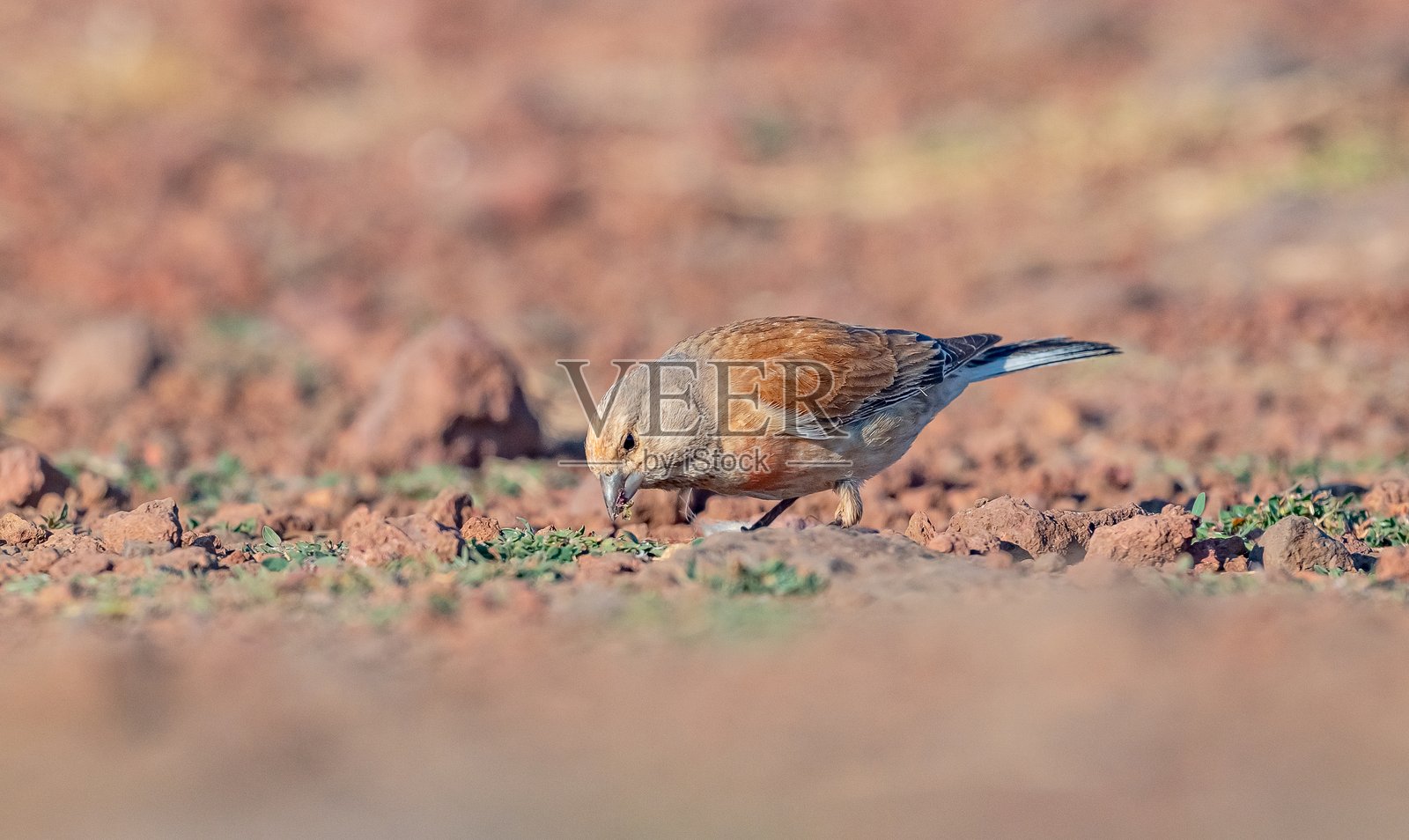 普通红雀 (Linaria cannabina)照片摄影图片