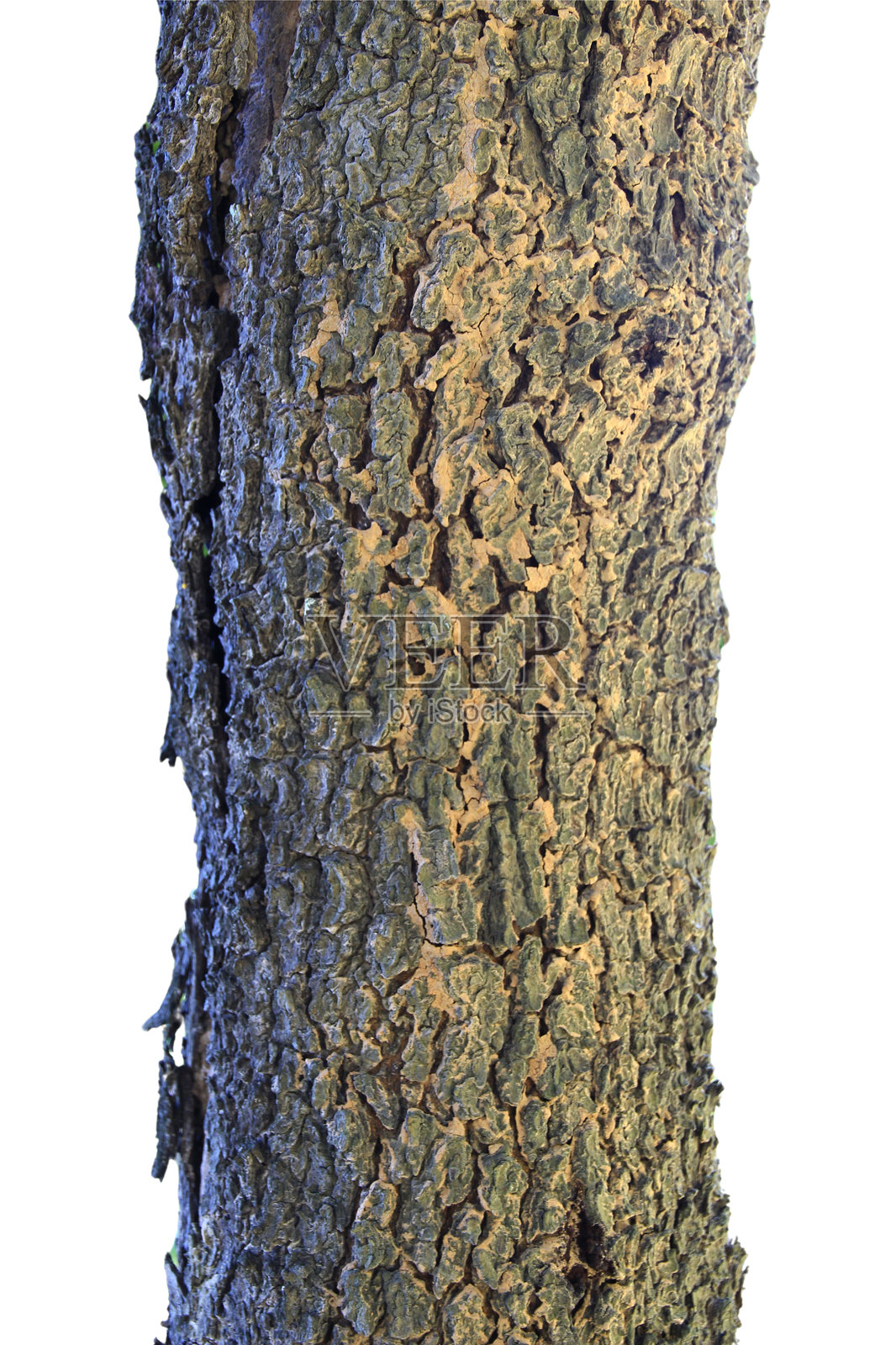 树干在白色背景上独立，带有抠图路径。照片摄影图片