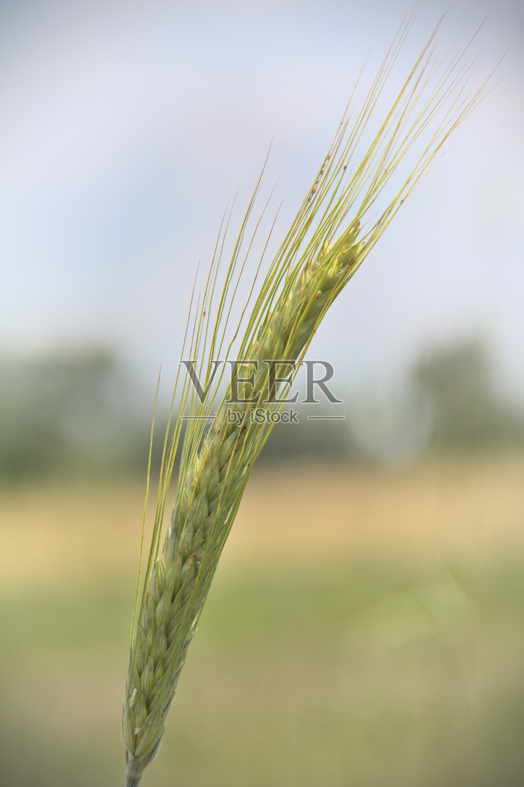 农业田野中一根绿色小麦的特写镜头照片摄影图片