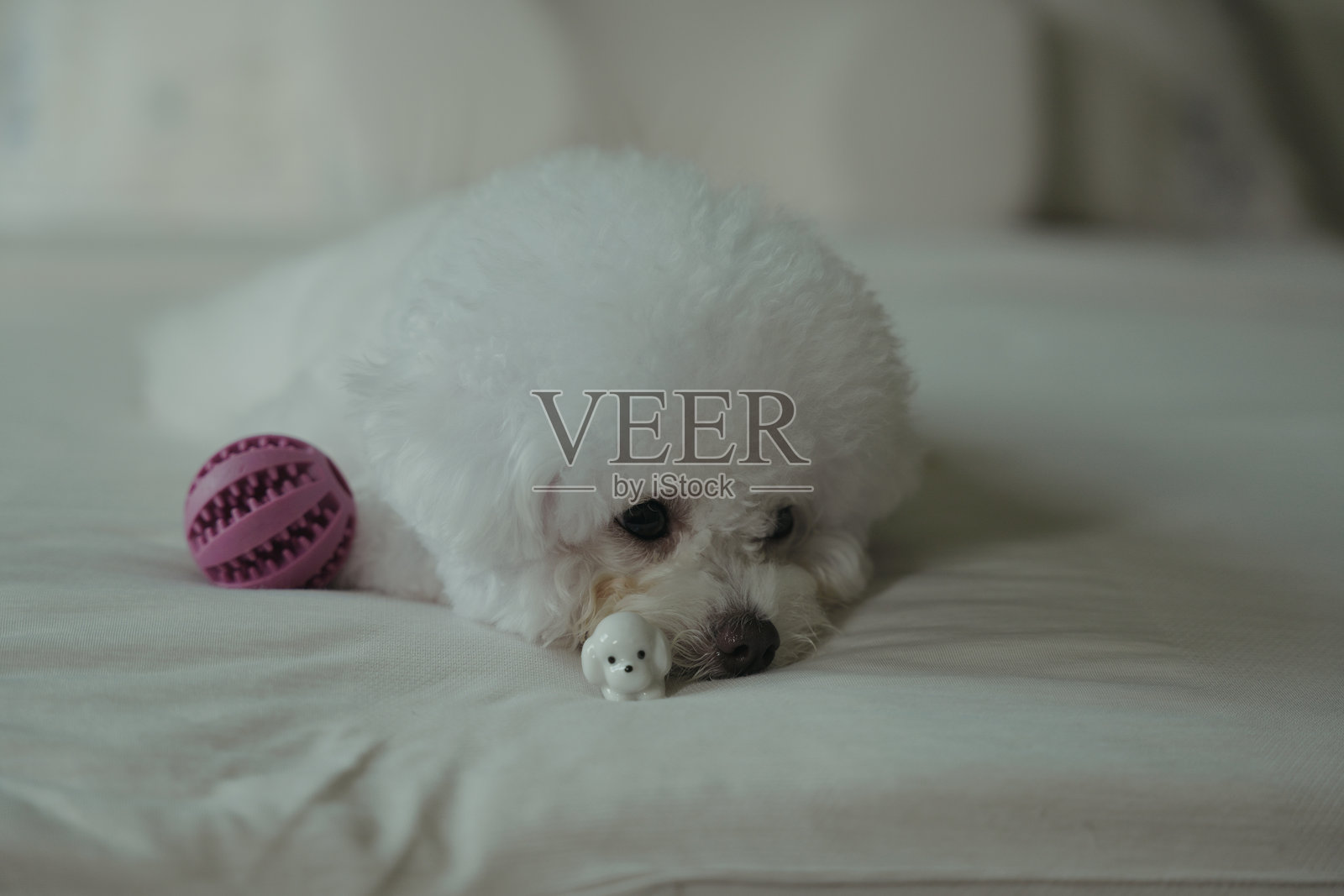 可爱的比熊犬照片摄影图片