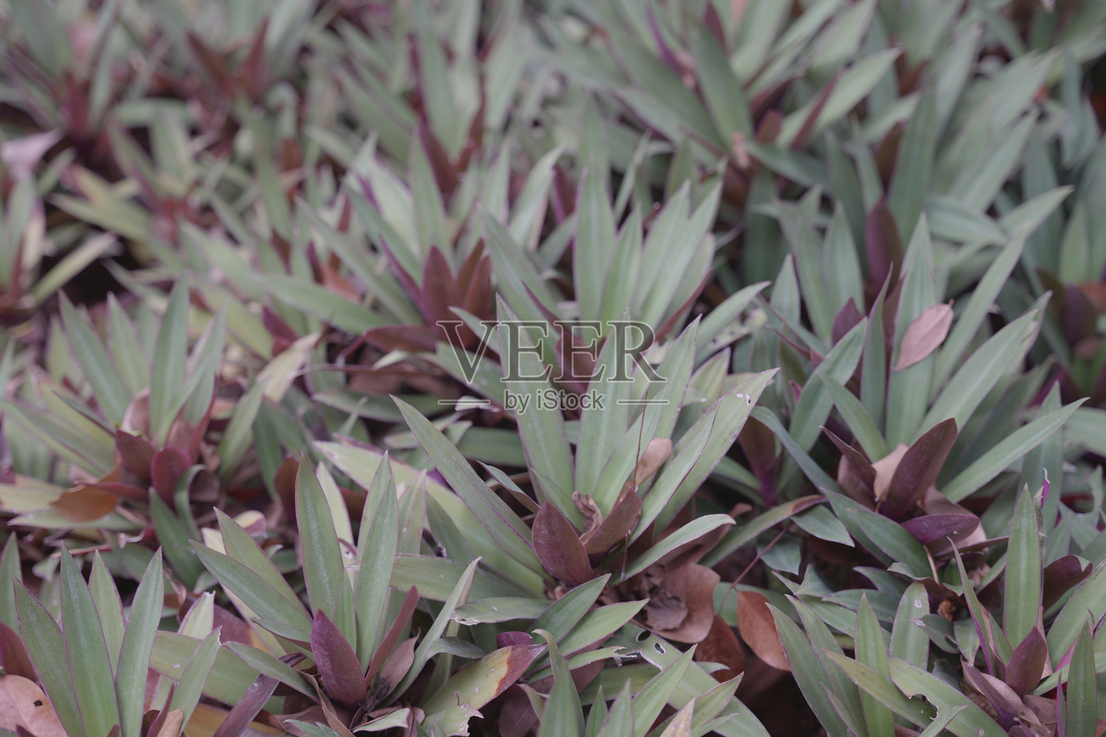 绿色叶子照片摄影图片