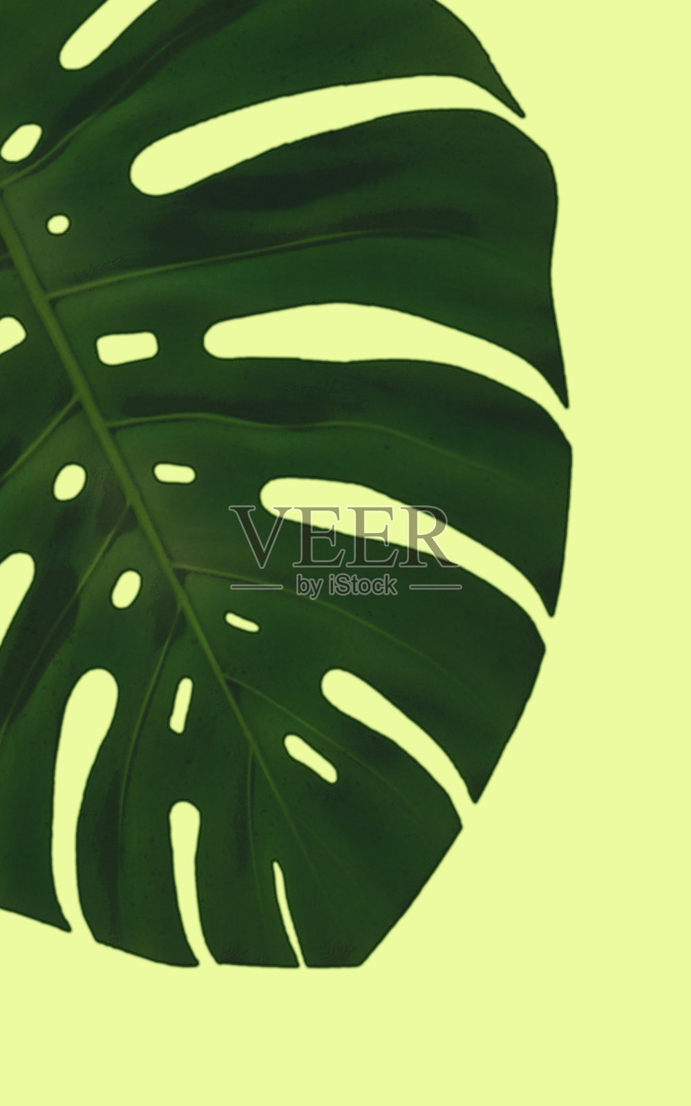 龟背竹插画图片素材