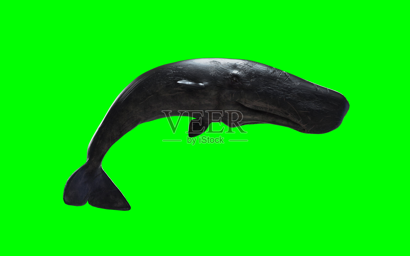 深海的沉默君主照片摄影图片