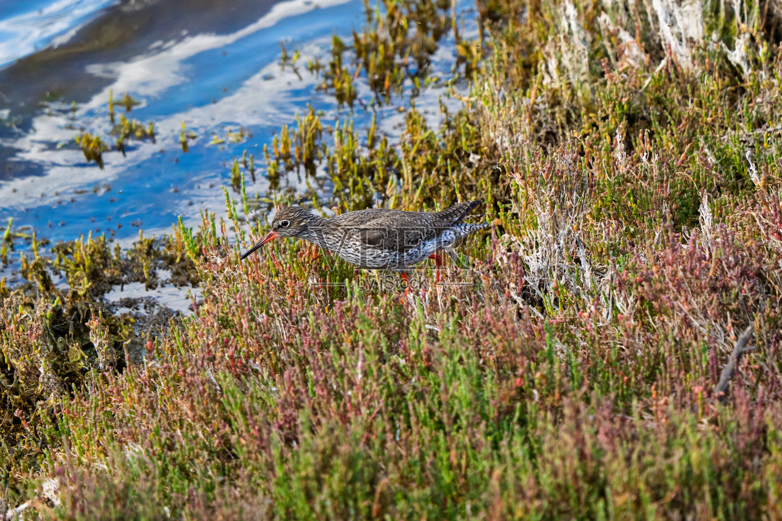 普通红脚鹬在生机勃勃的湿地灌木丛中觅食照片摄影图片