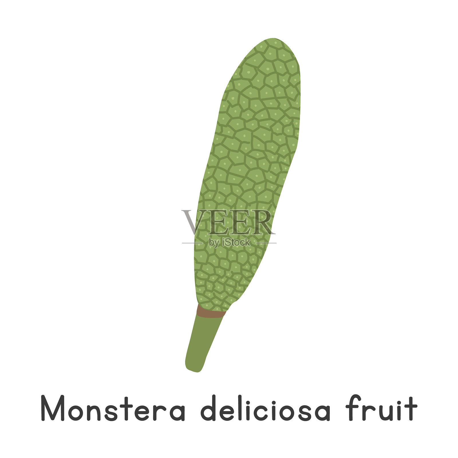 美味的龟背竹果扁平矢量插图。绿色的美味龟背竹果或瑞士奶酪果卡通剪贴画风格，背景为白色。独特且鲜为人知的水果概念。插画图片素材